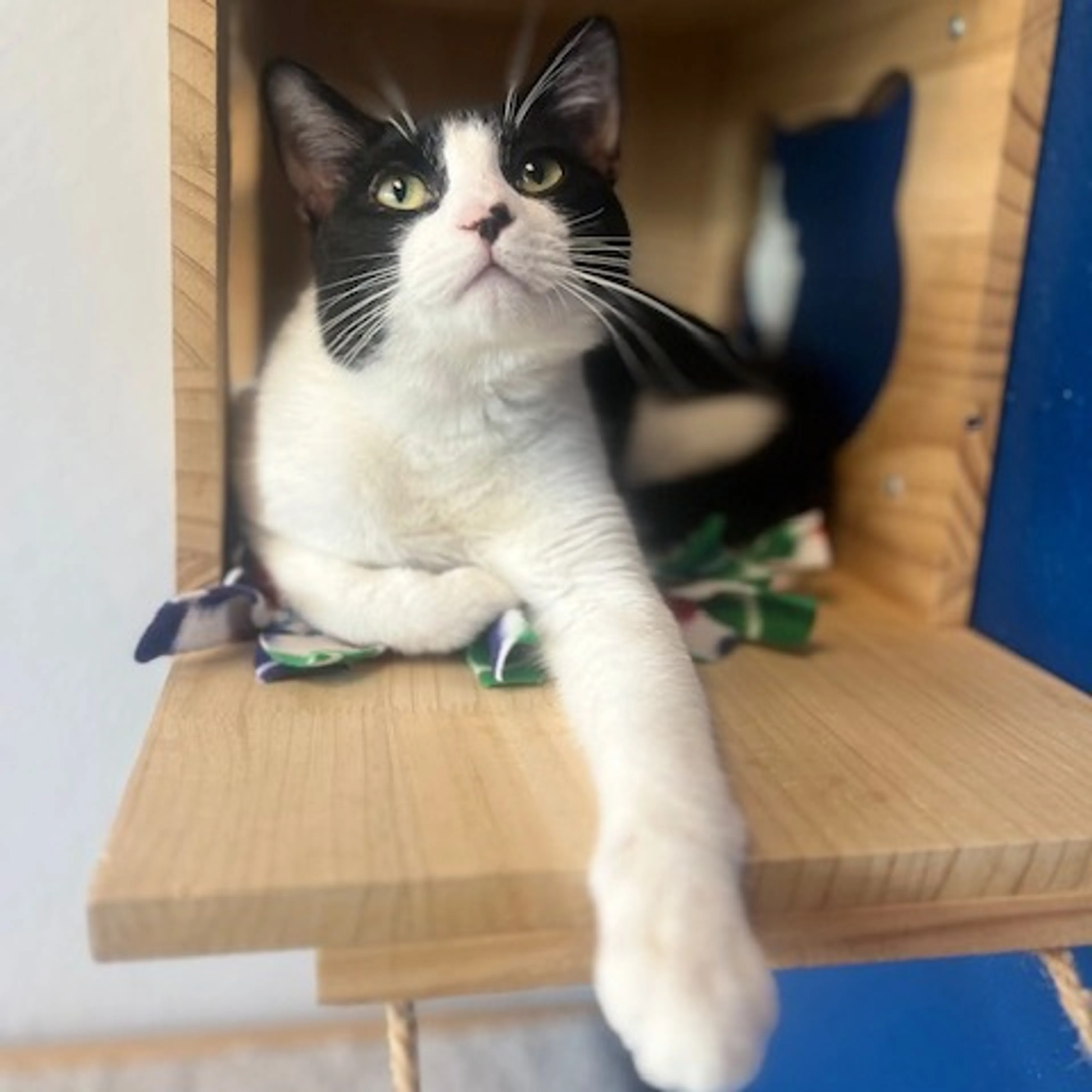 Found pet-2