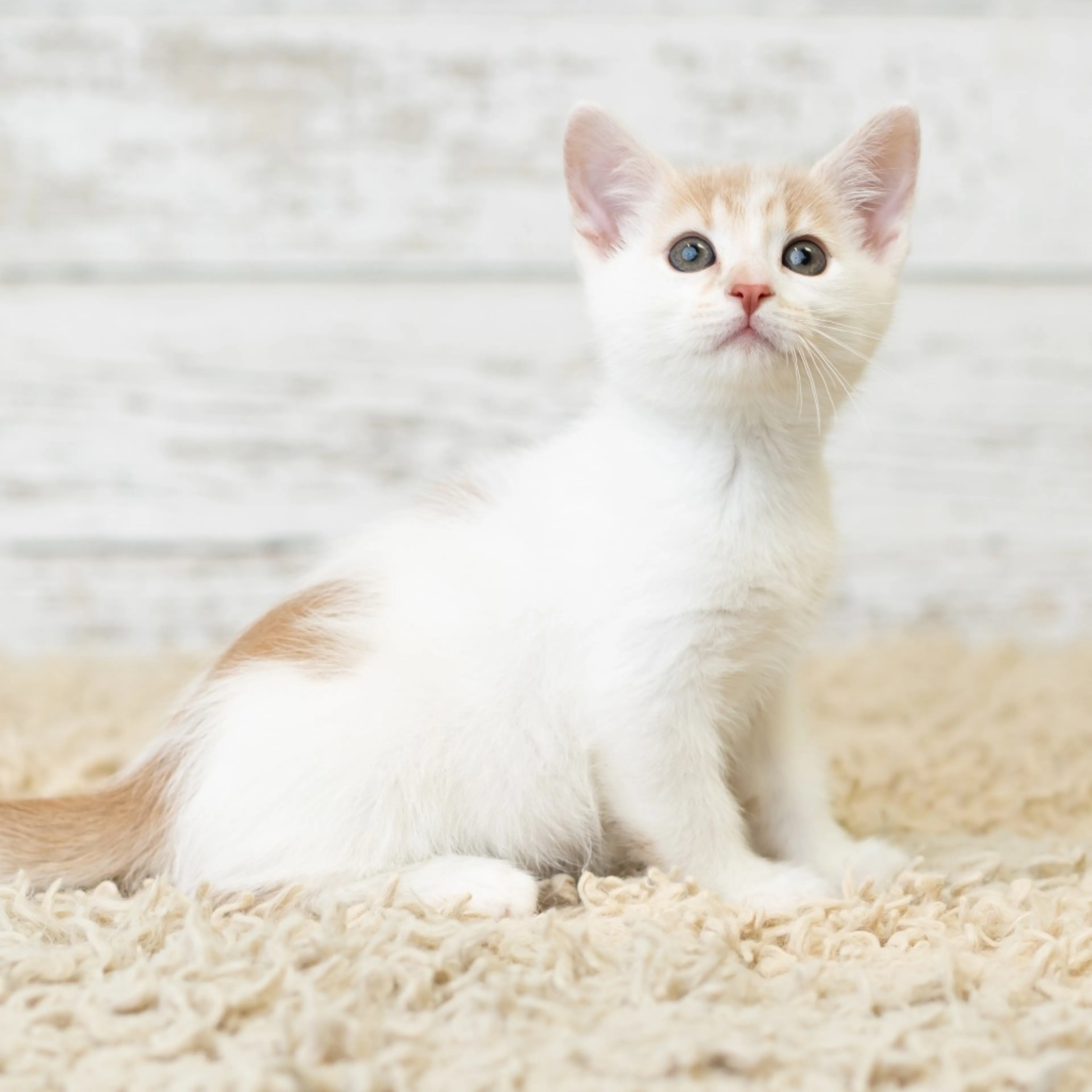 Found pet-4