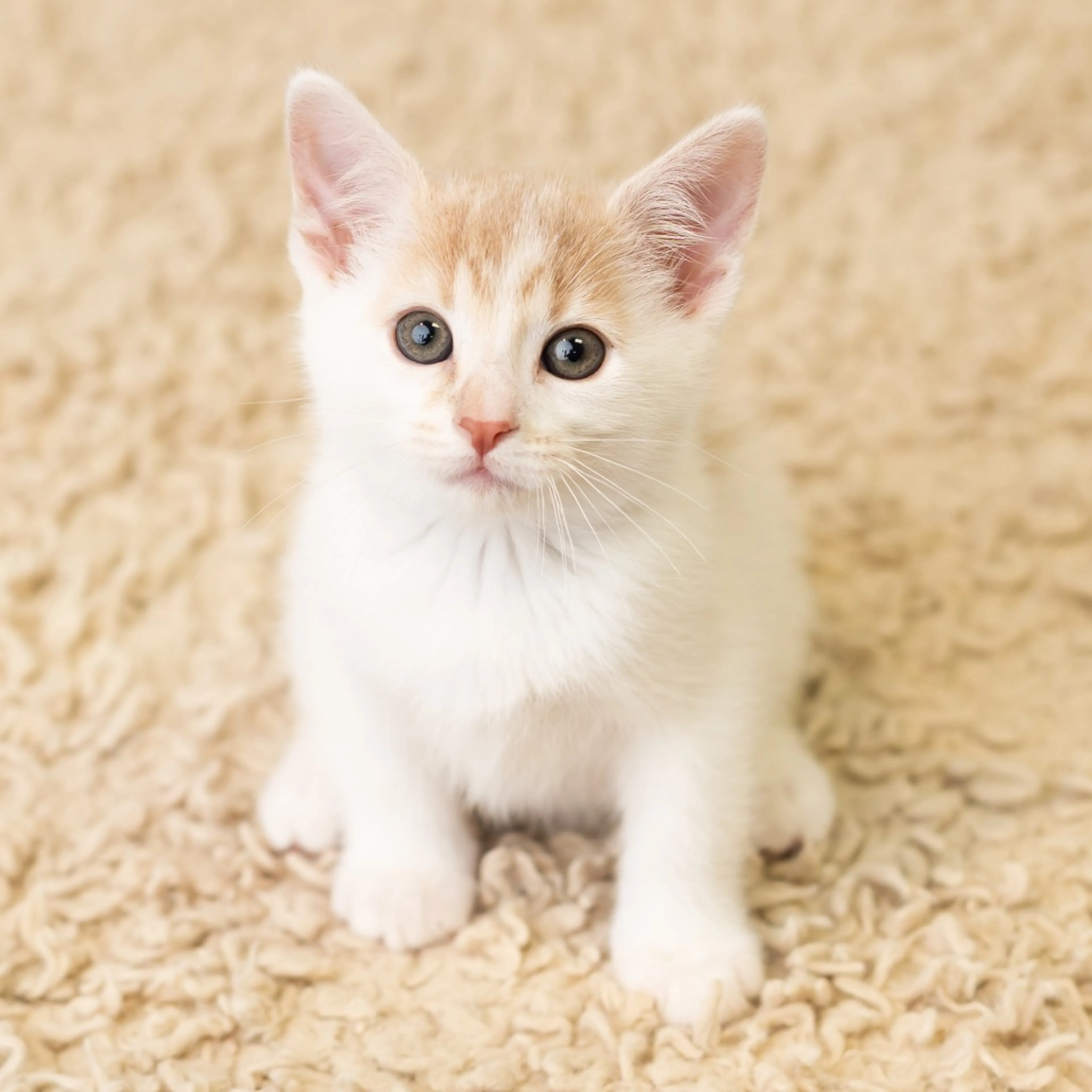 Found pet-6