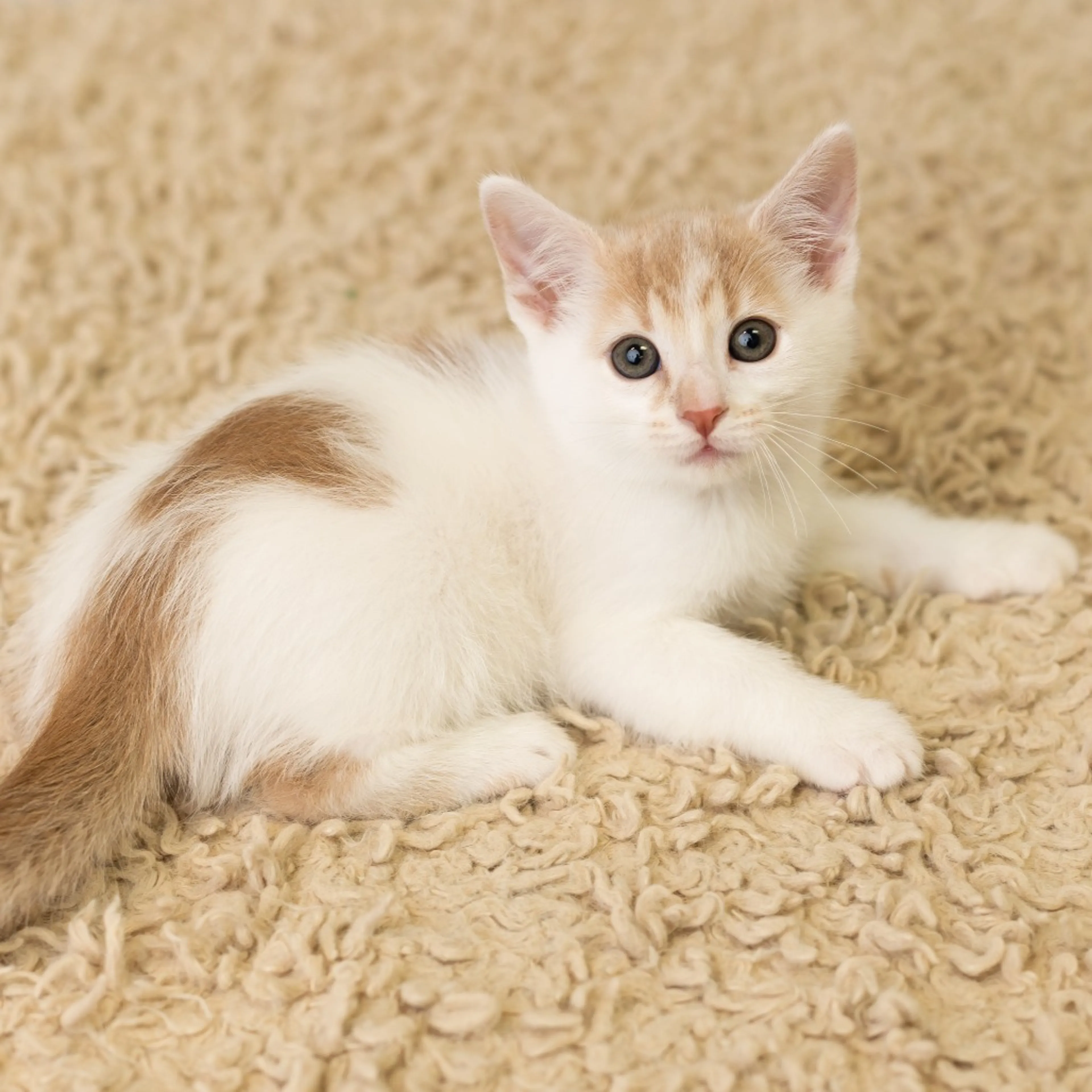 Found pet-3