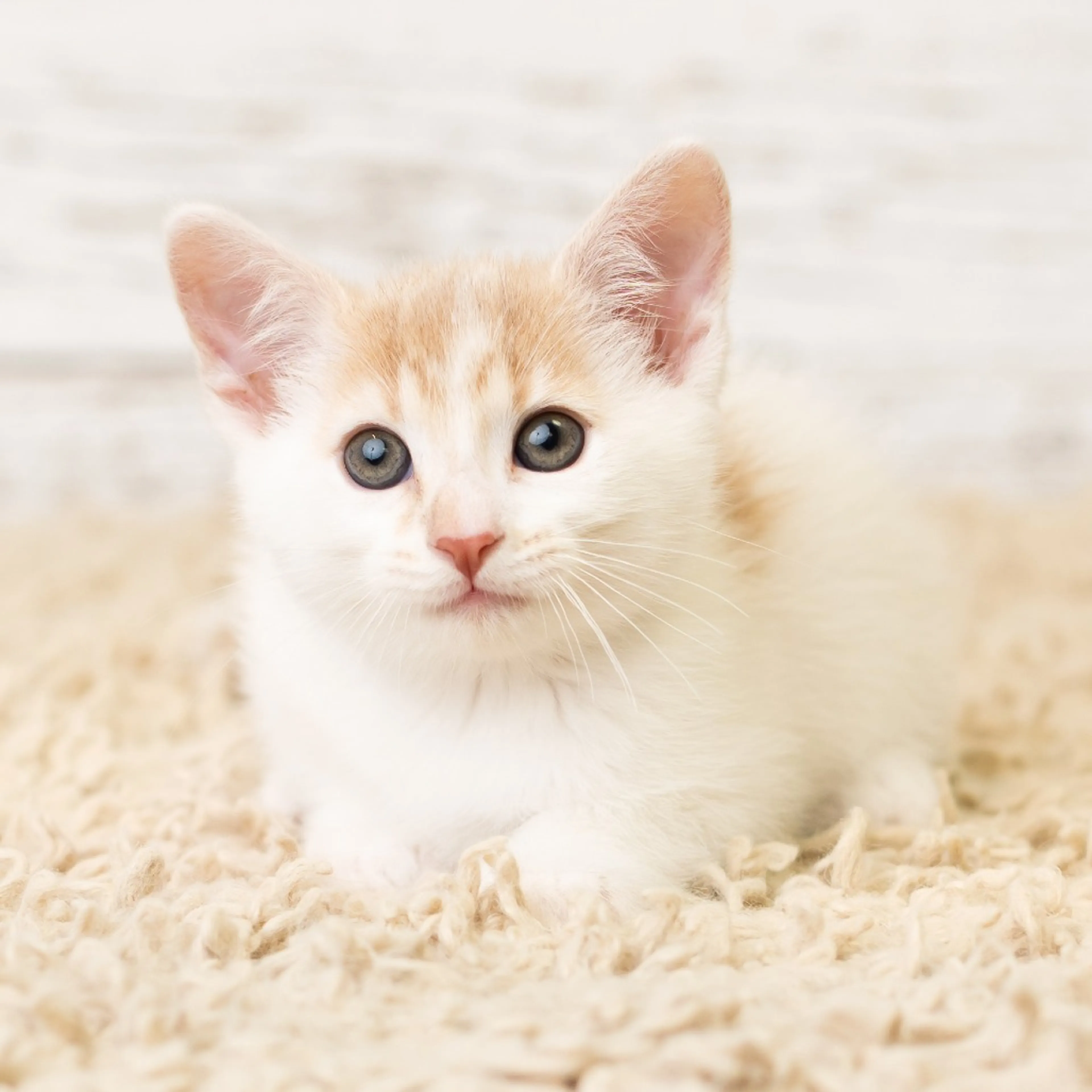 Found pet-2