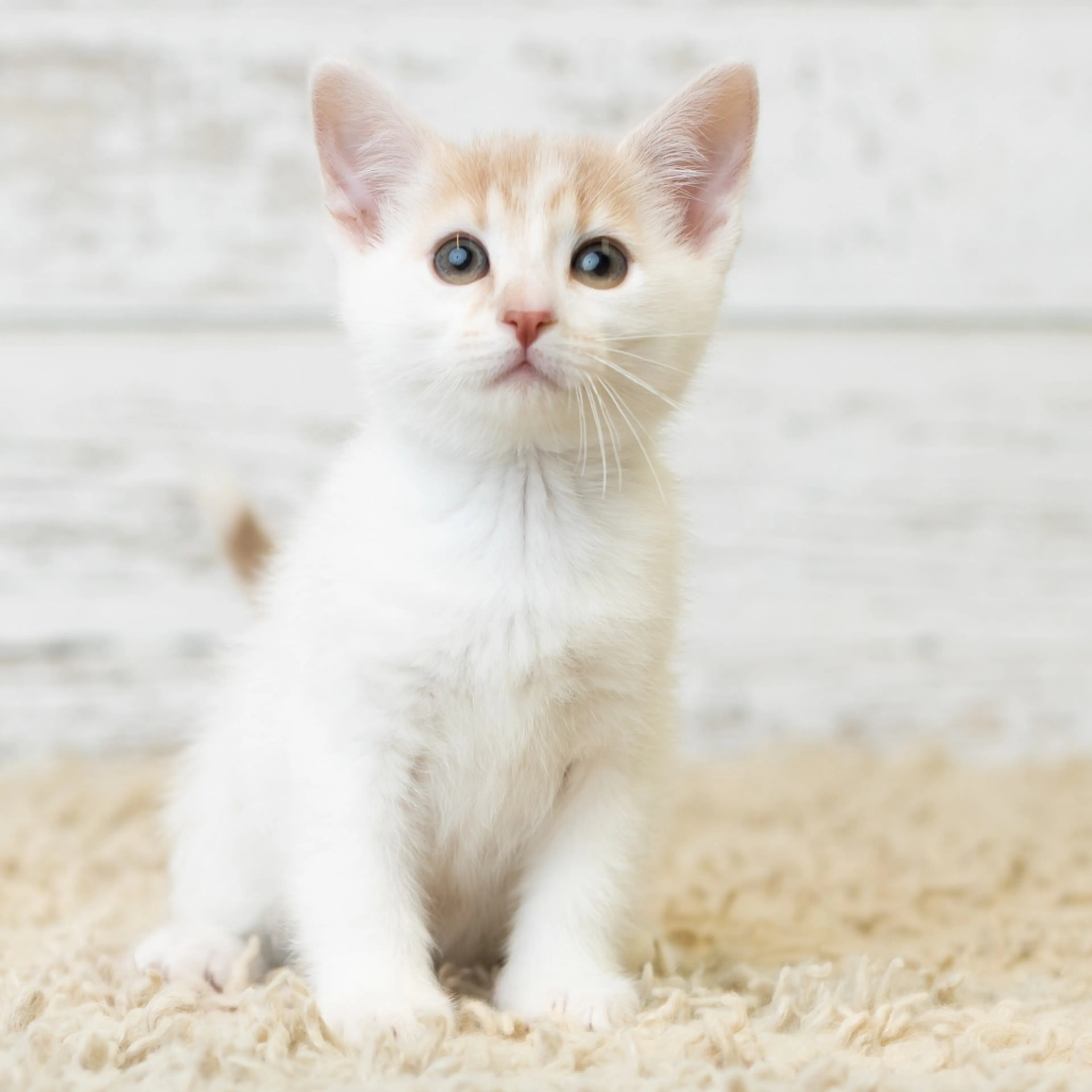 Found pet-0