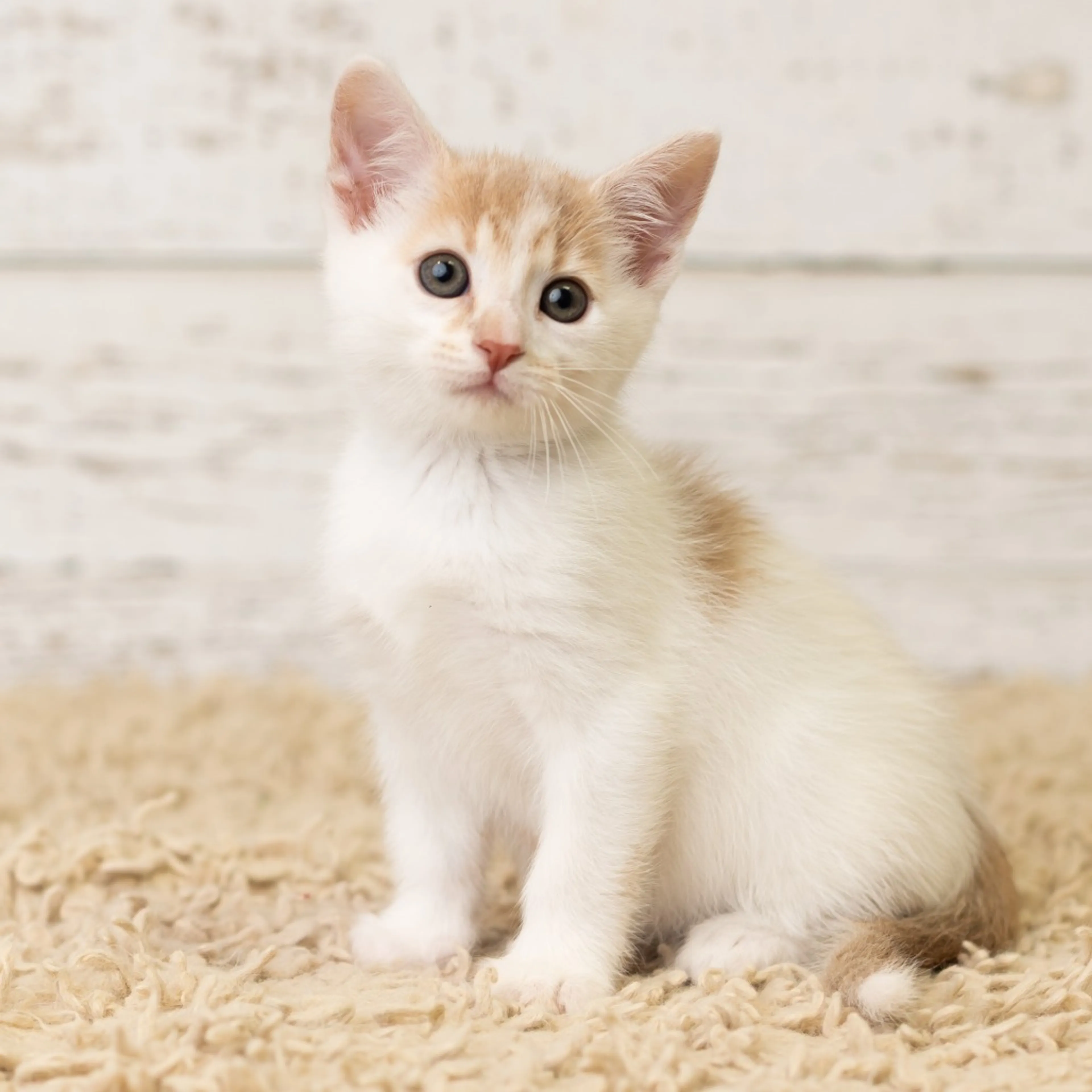 Found pet-1