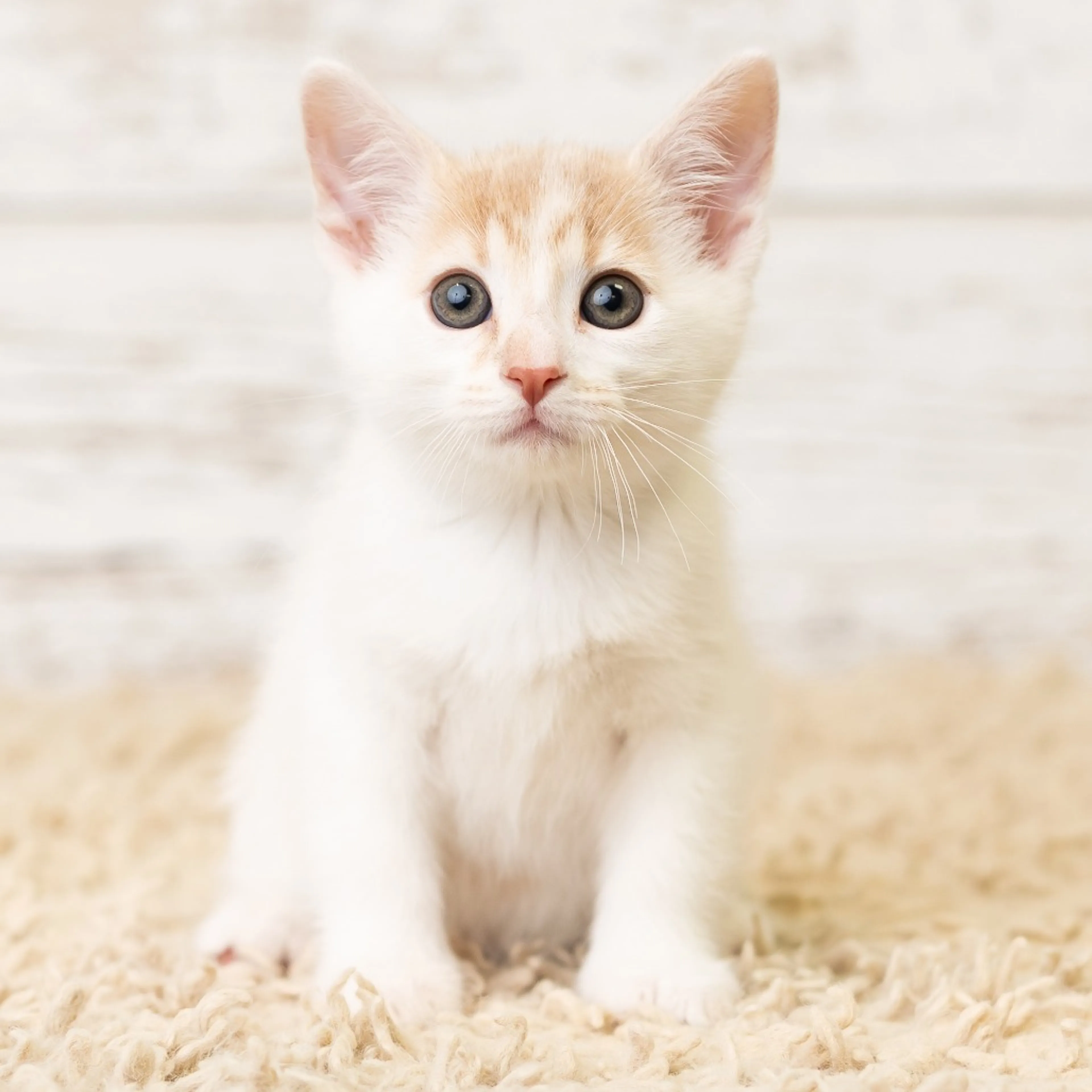 Found pet-7