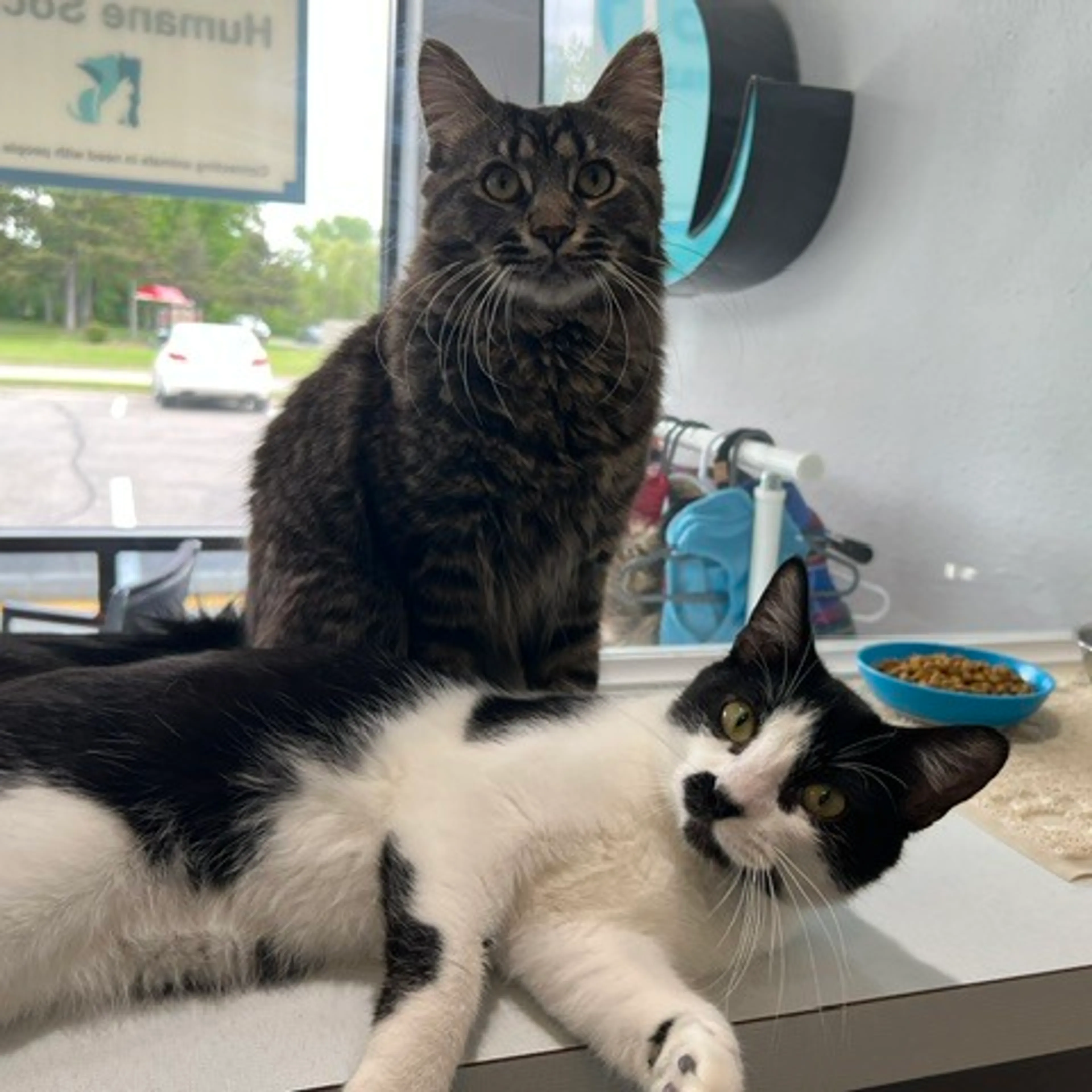 Found pet-2