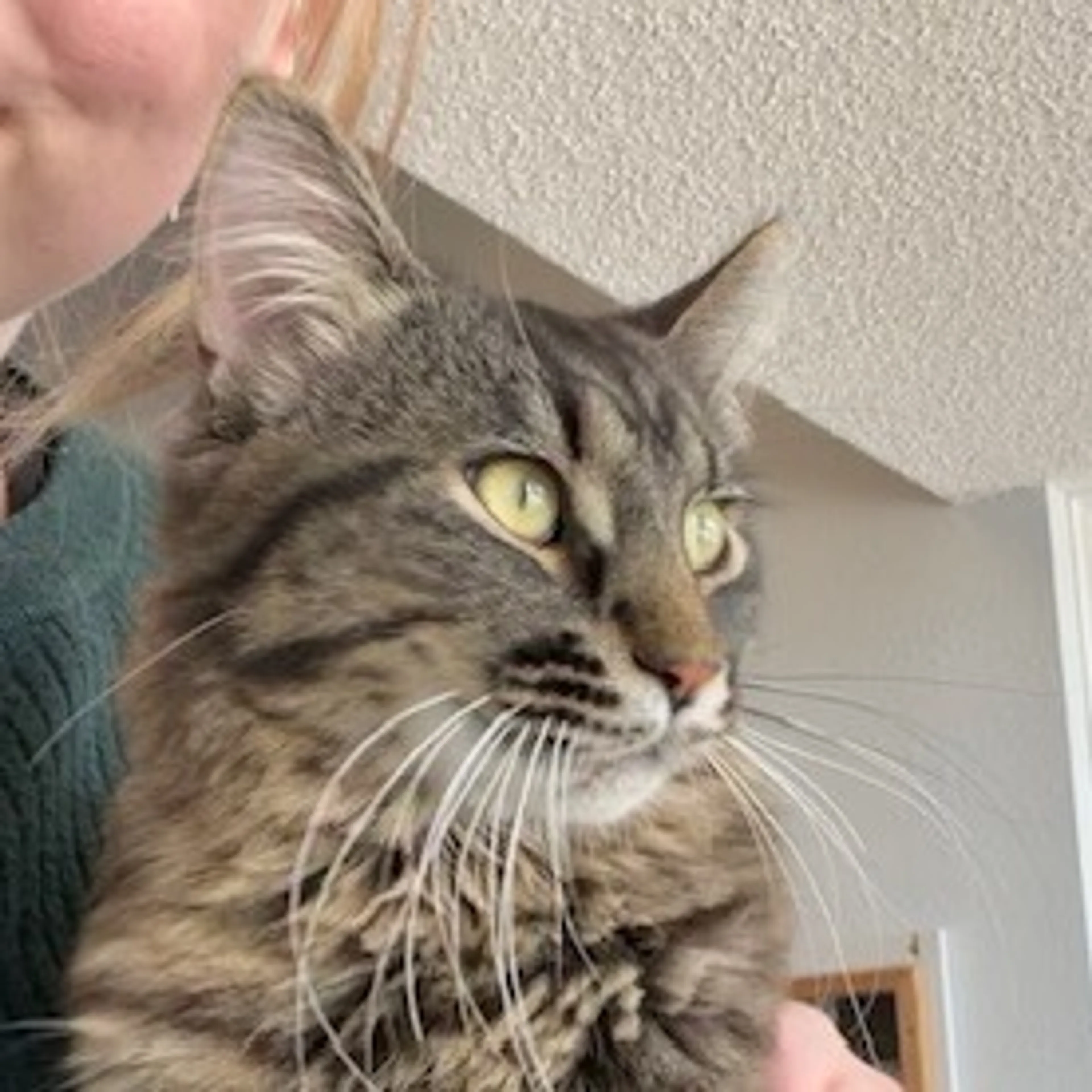 Found pet-5