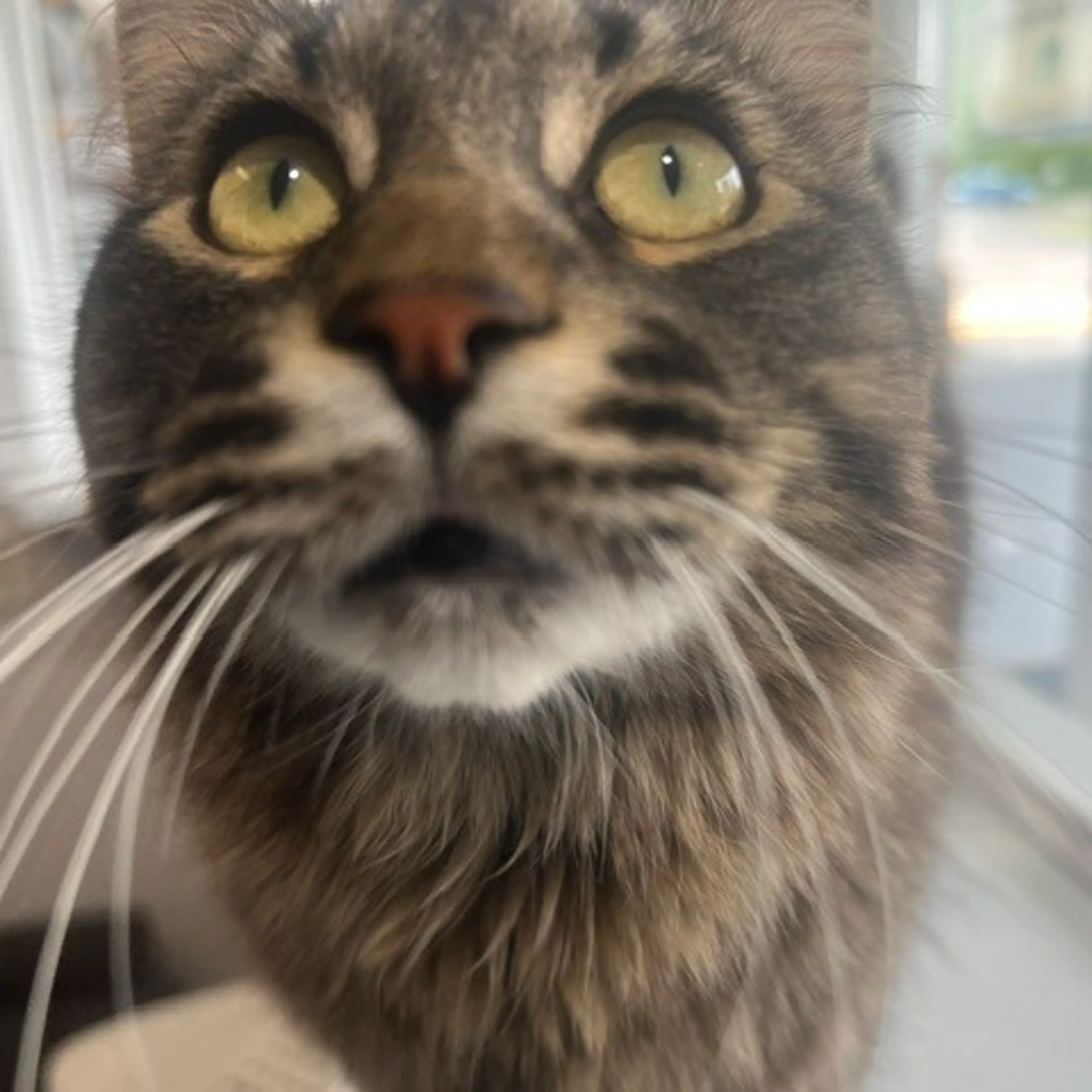 Found pet-6
