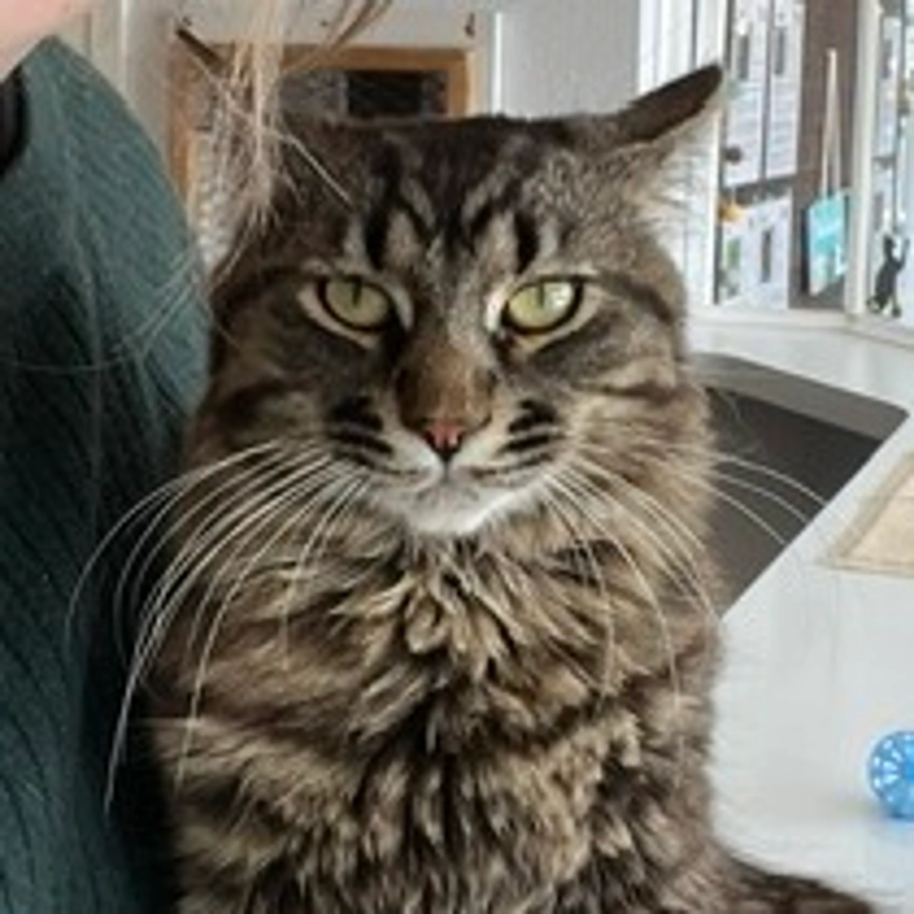 Found pet-3