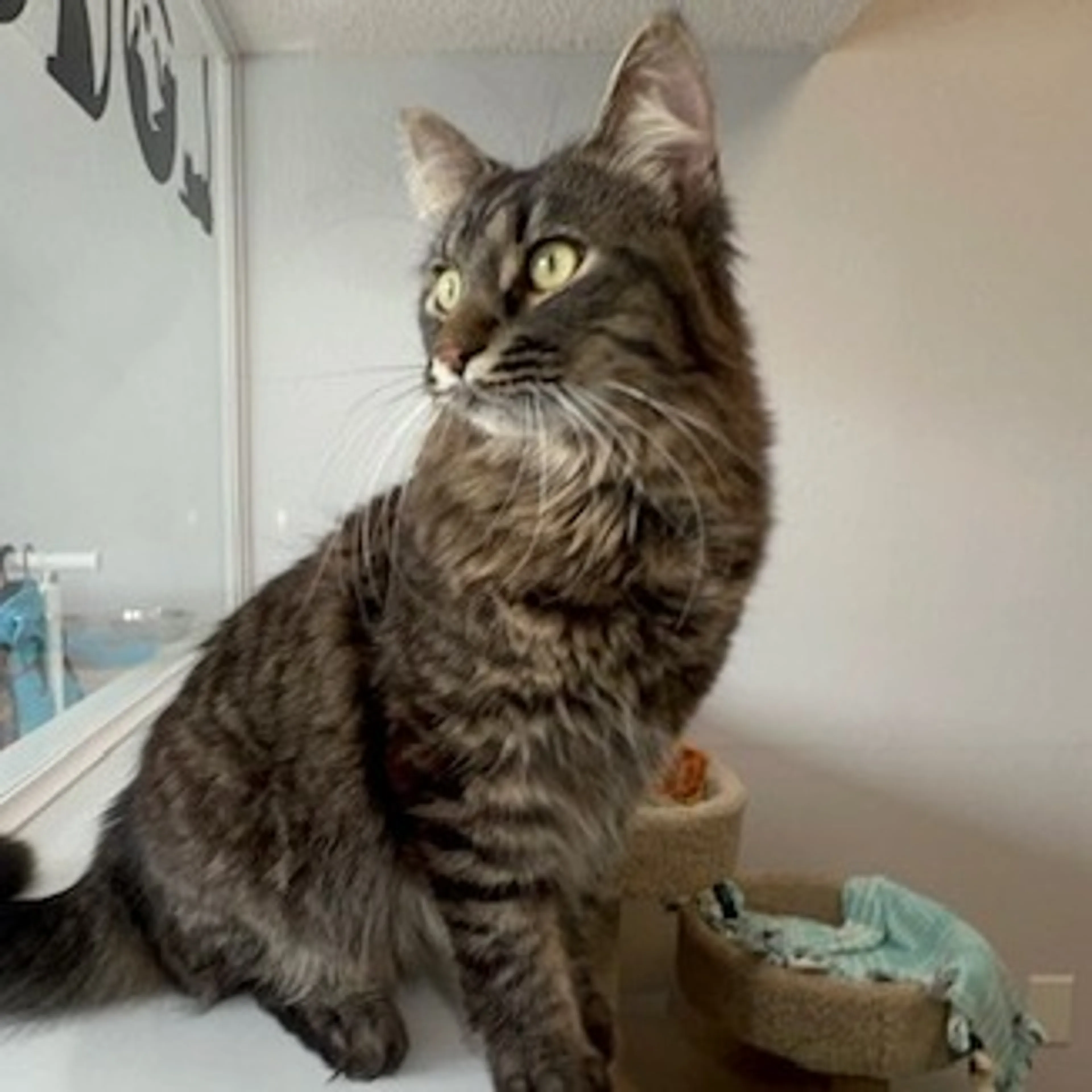 Found pet-1