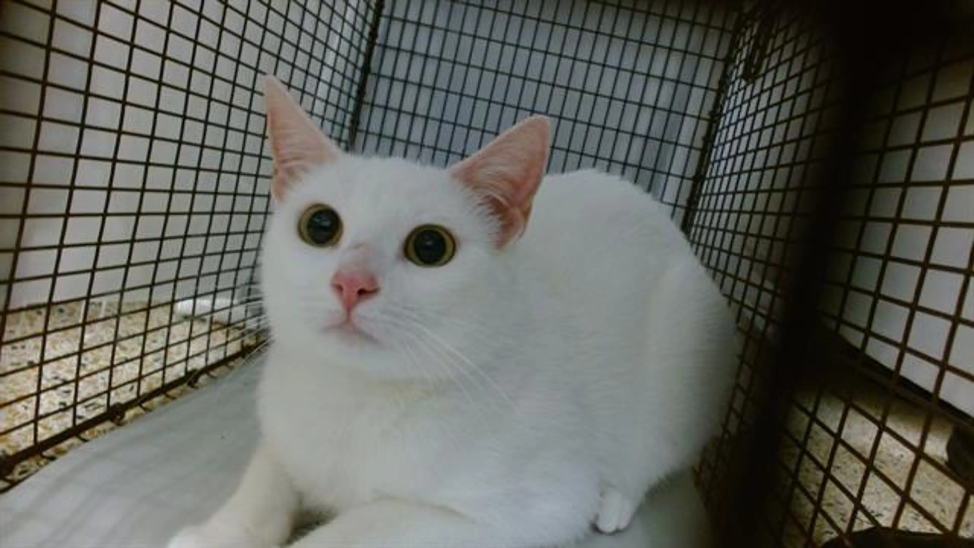 Found pet