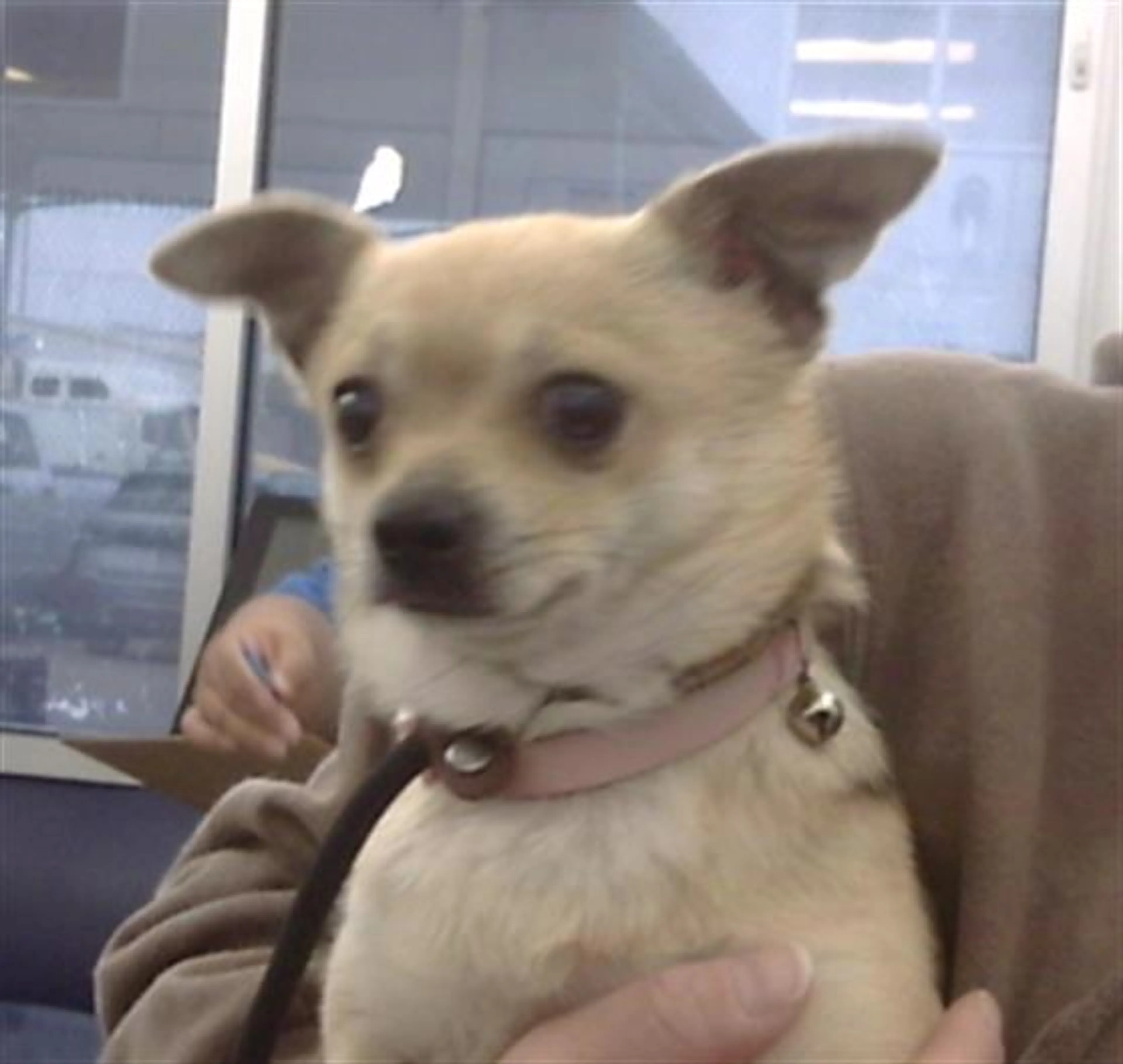 Found pet