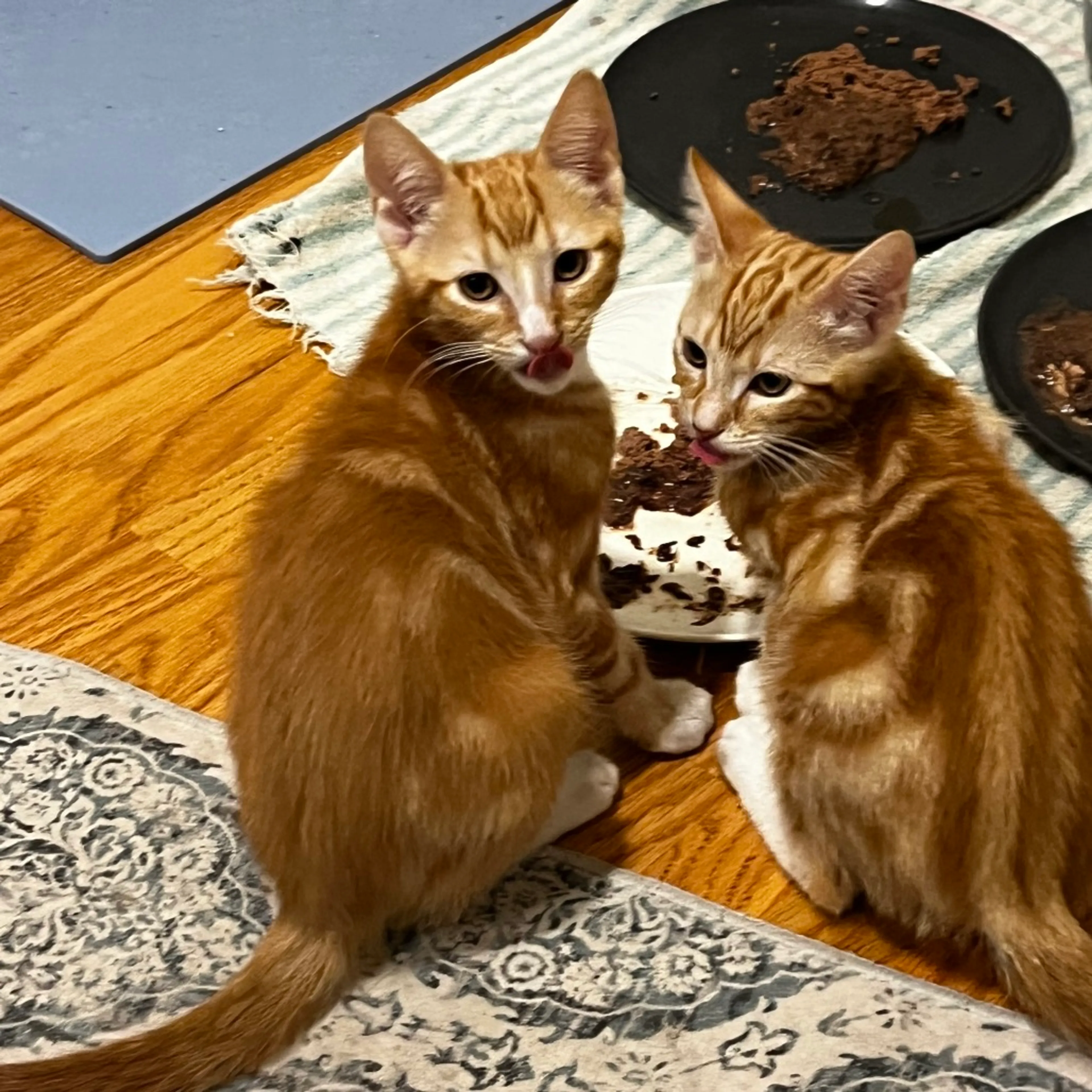 Found pet-4
