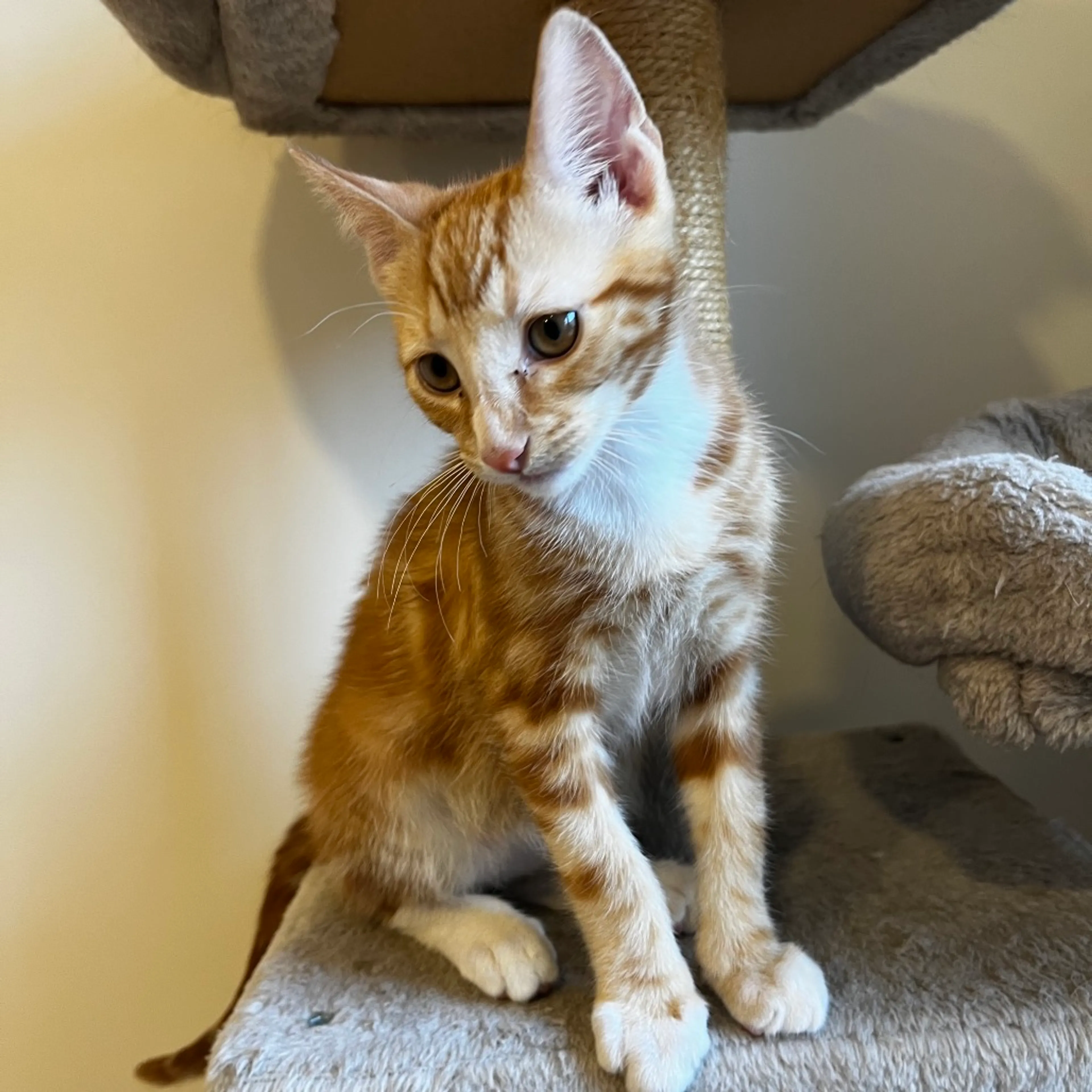 Found pet-2