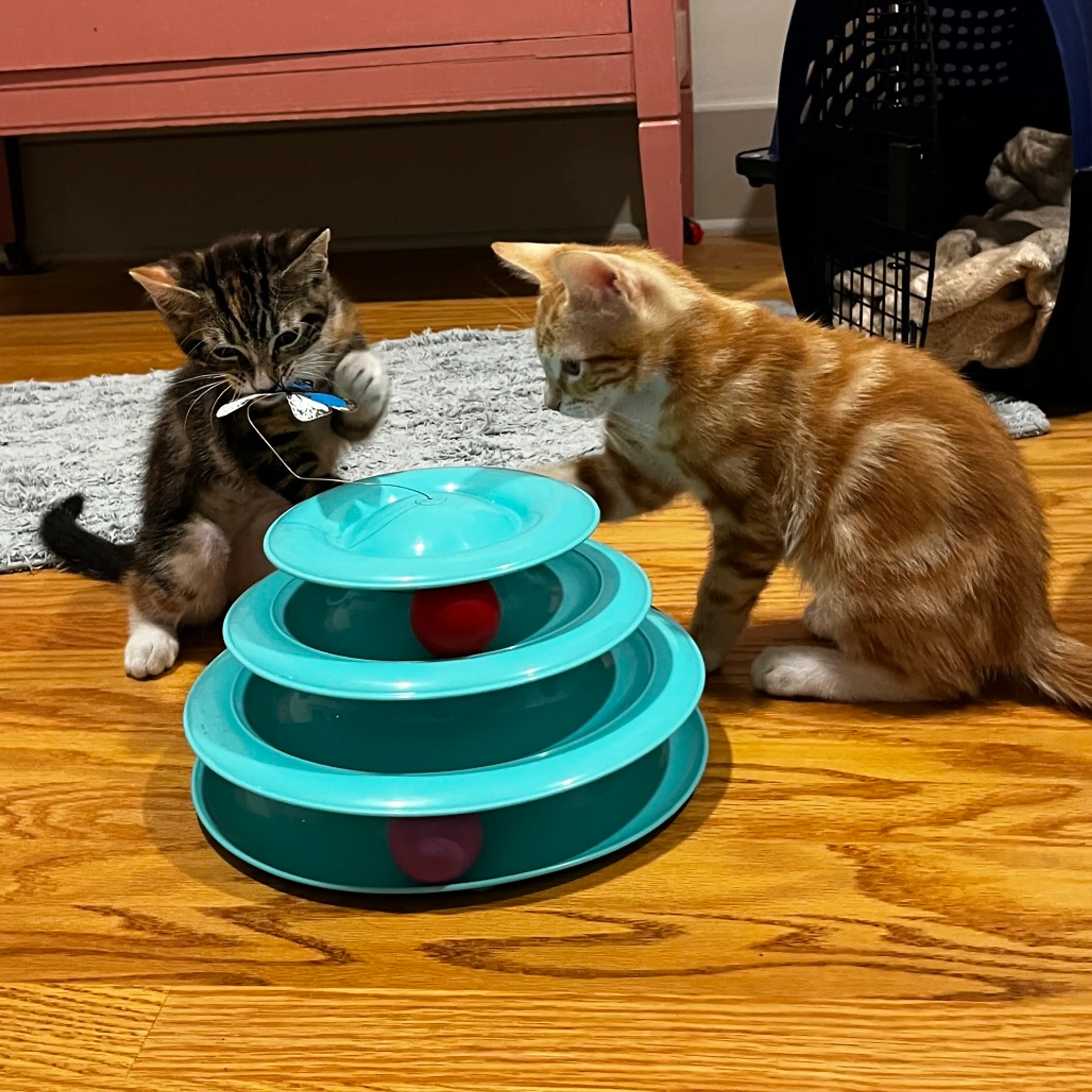 Found pet-6