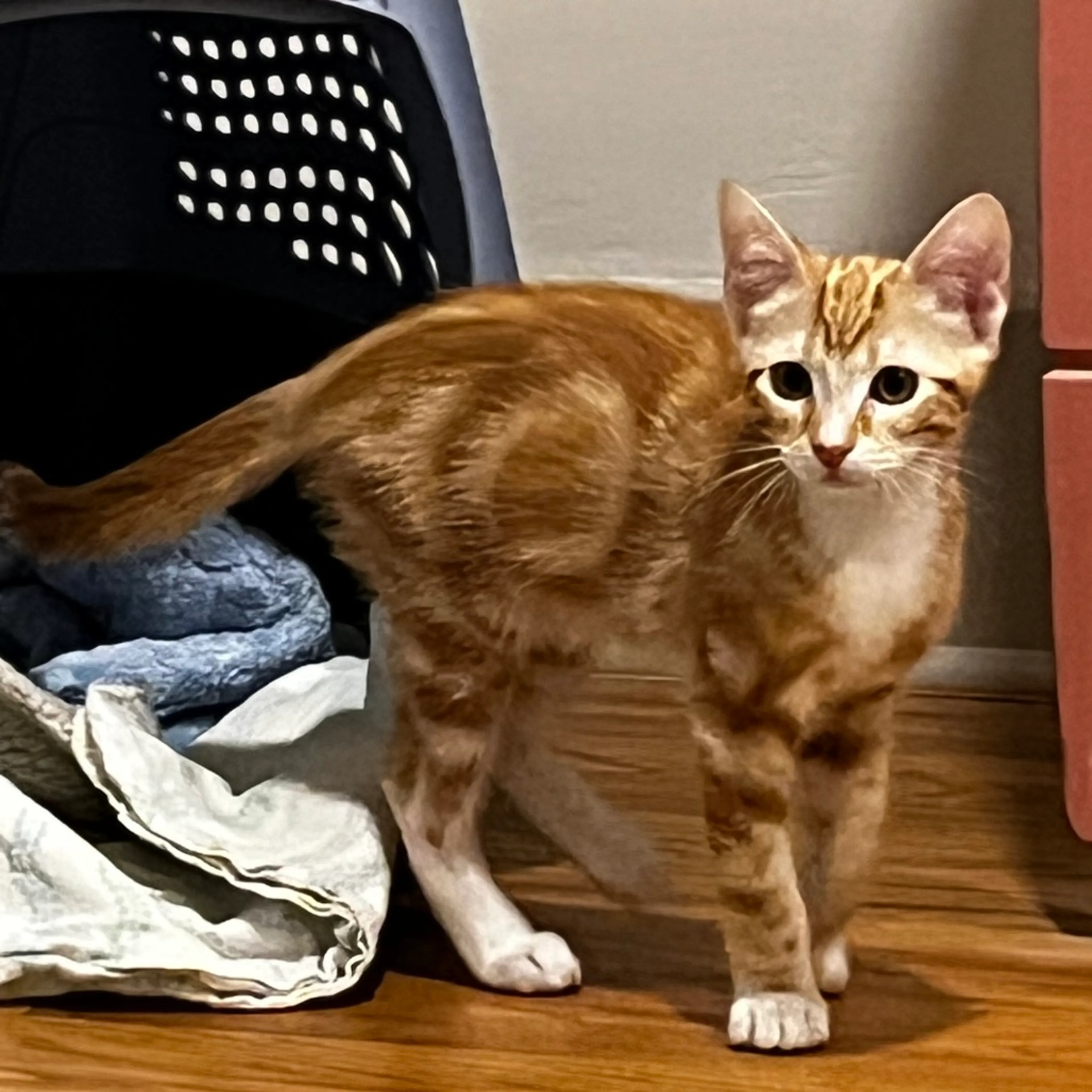 Found pet-5