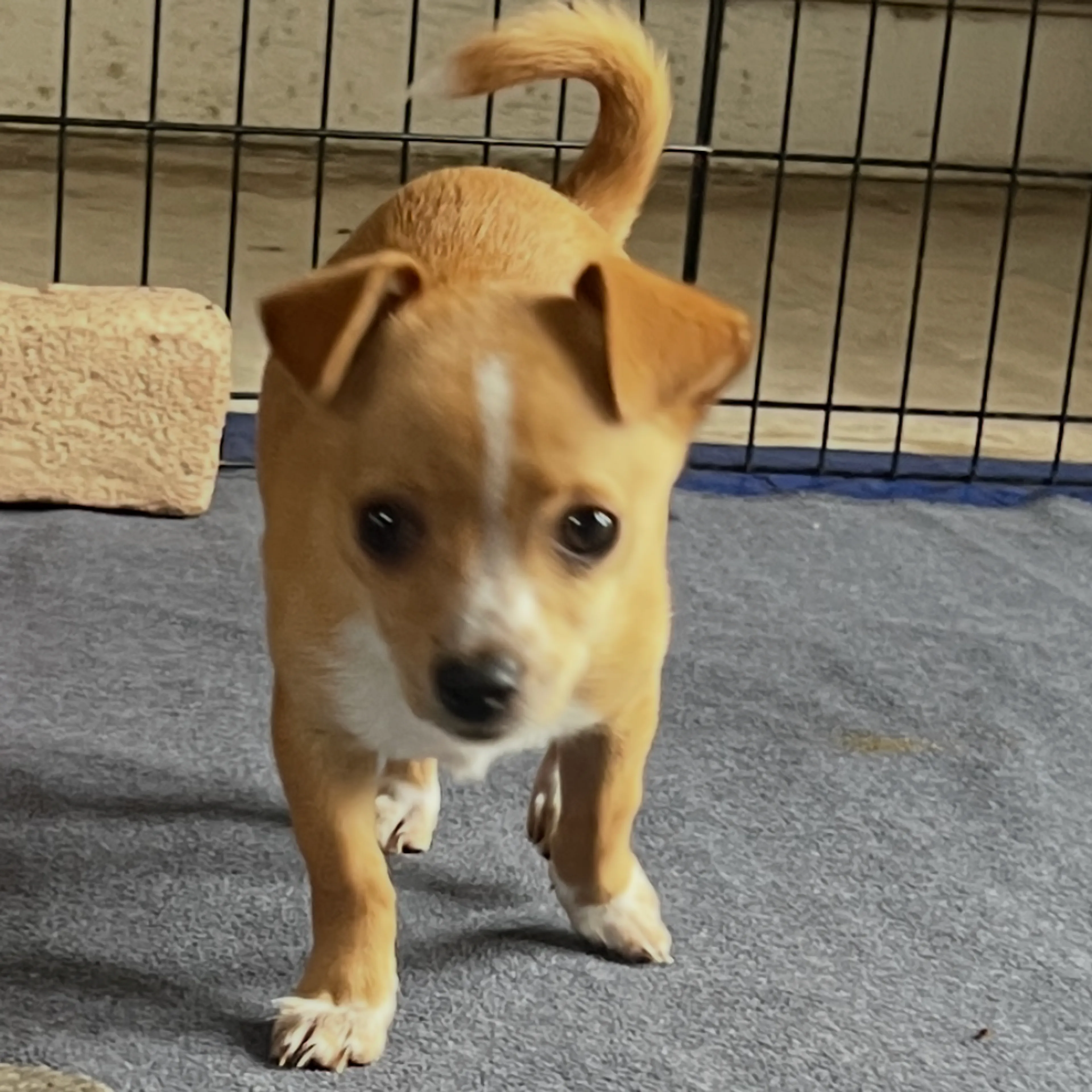 Found pet-1