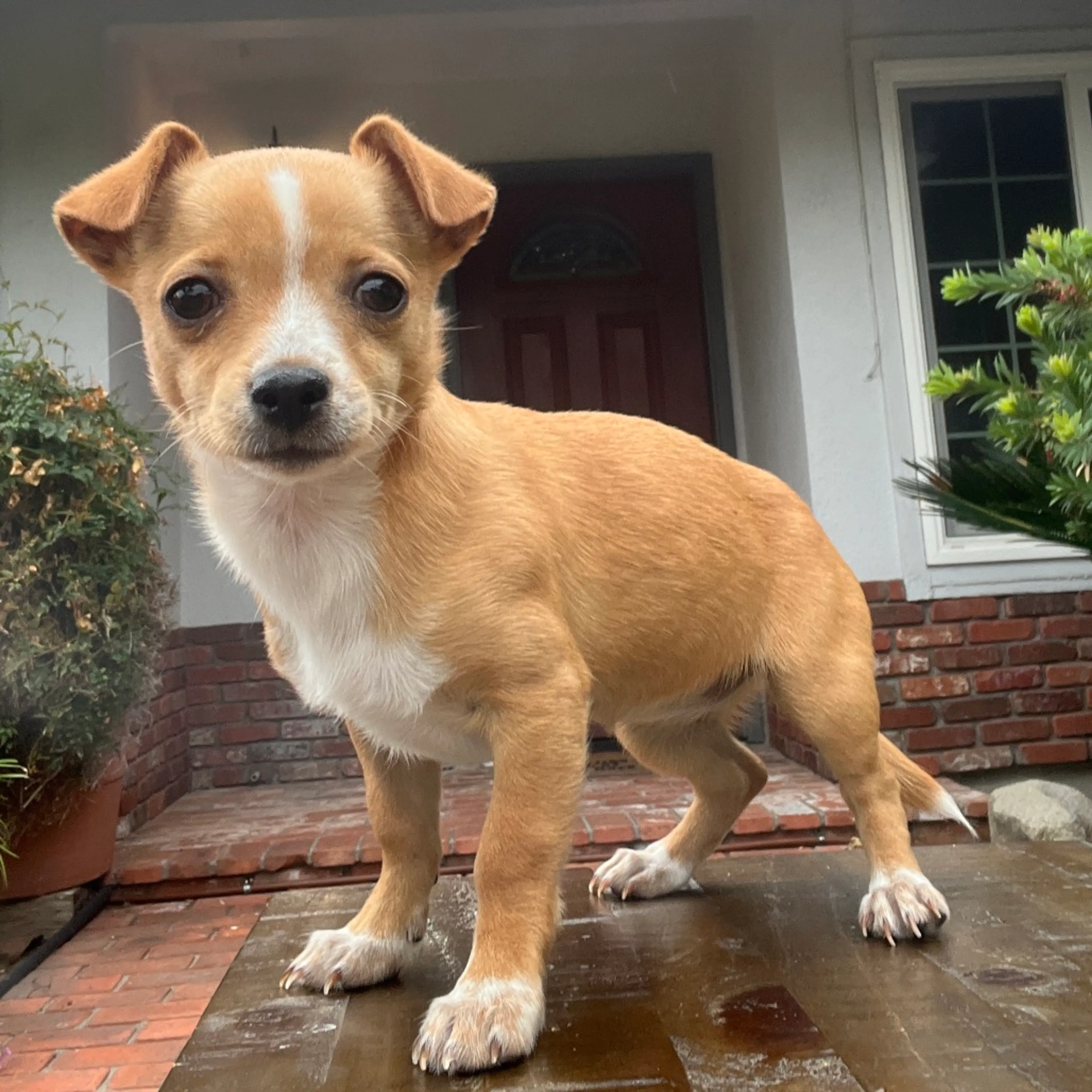 Found pet-0