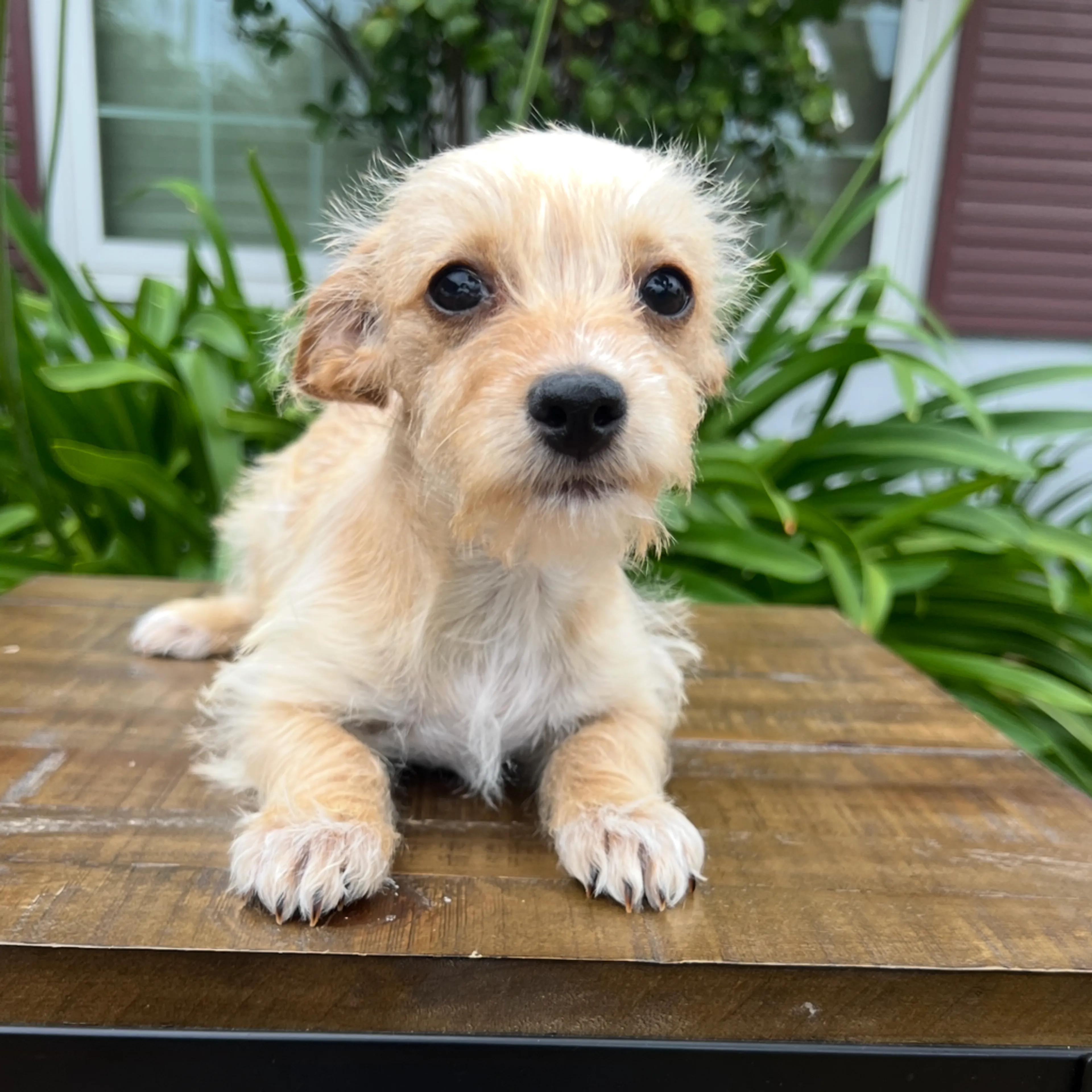Found pet-0