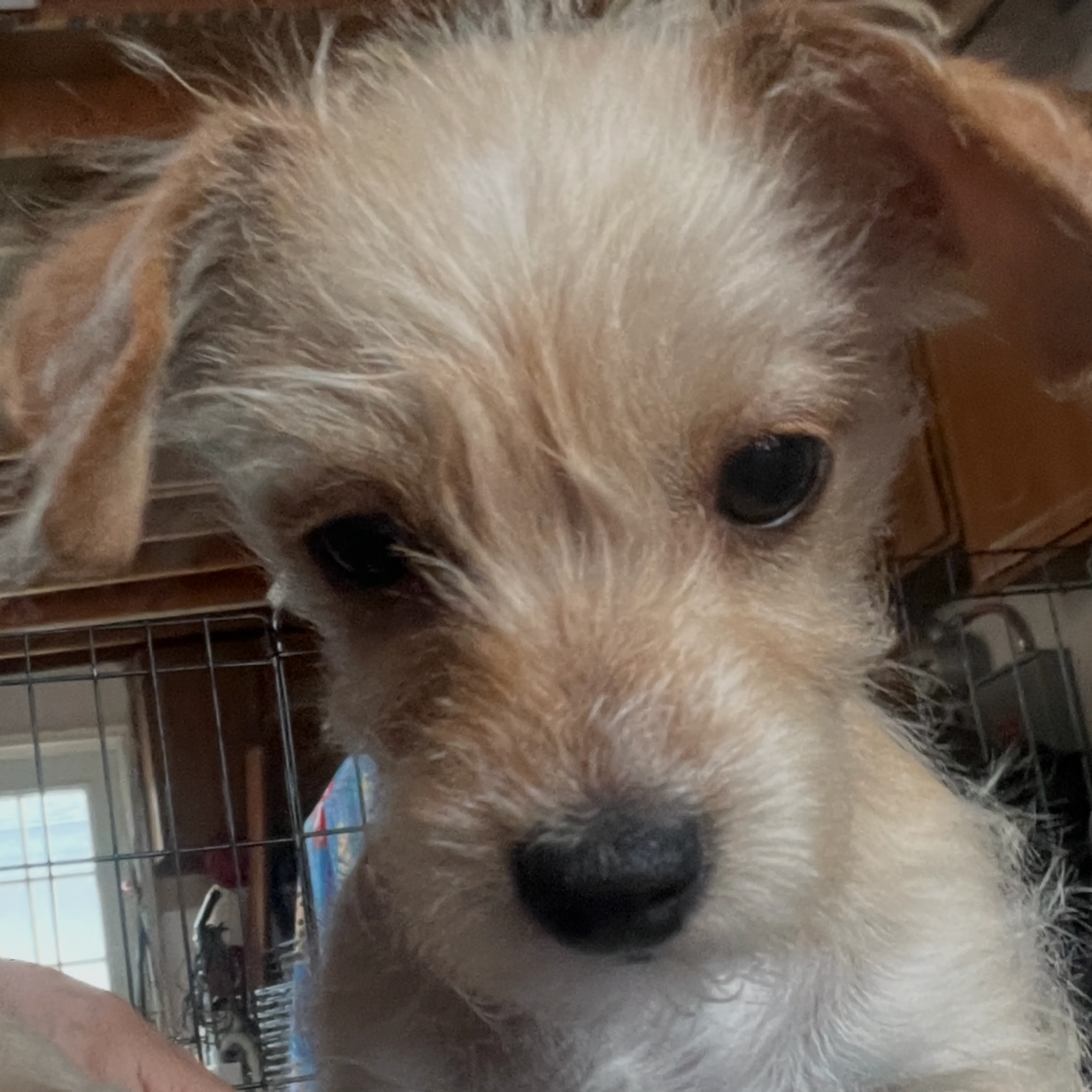 Found pet-1