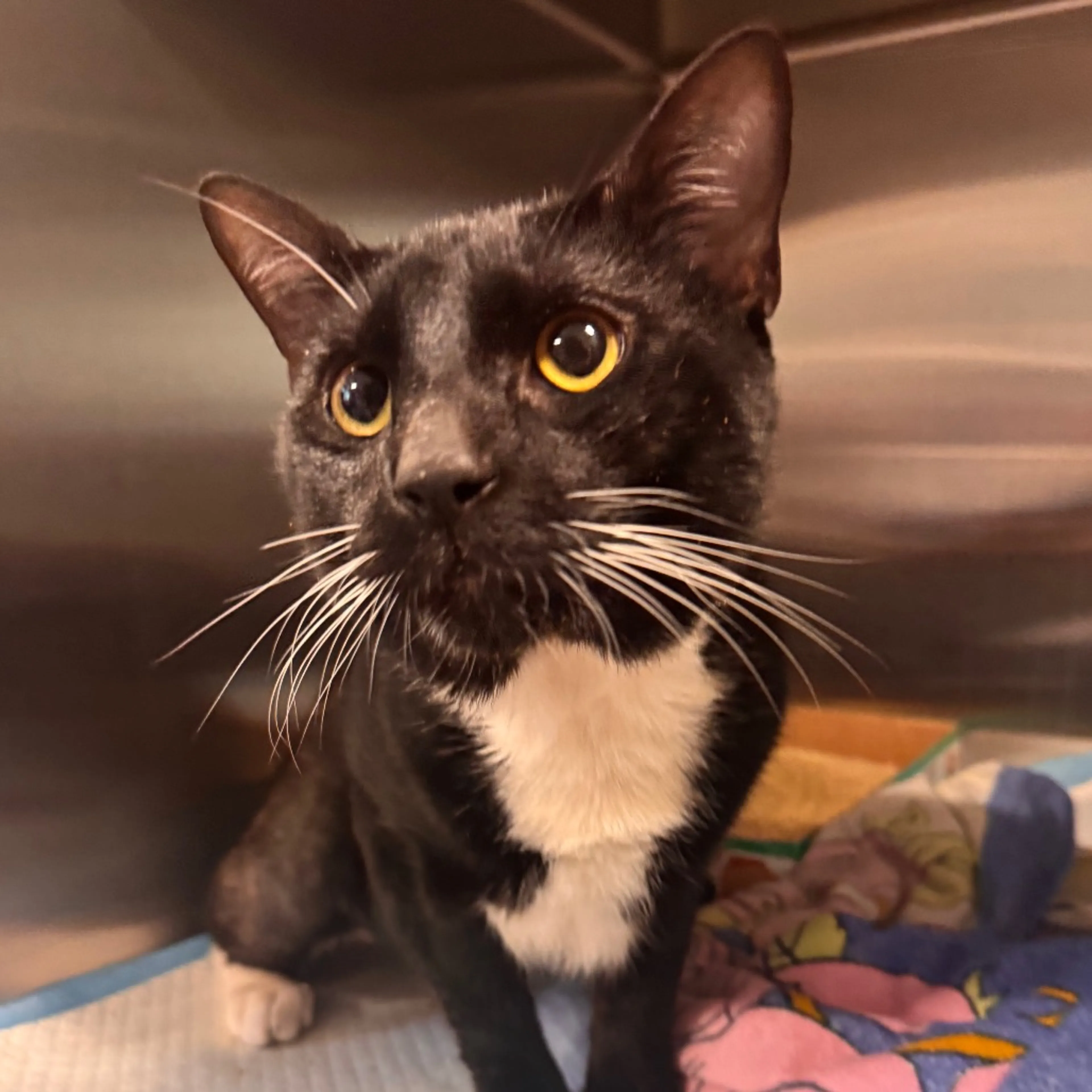 Found pet