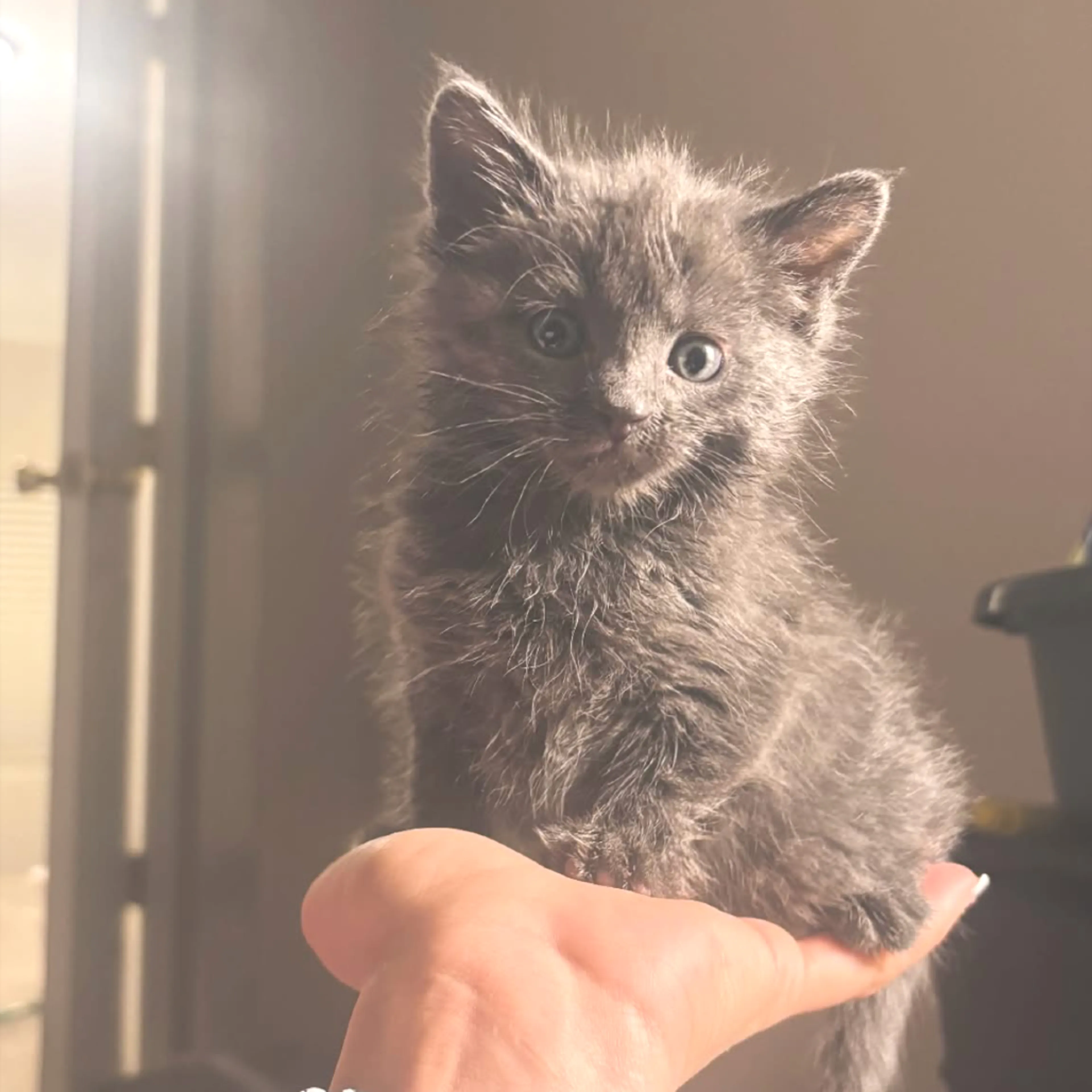 Found pet-0