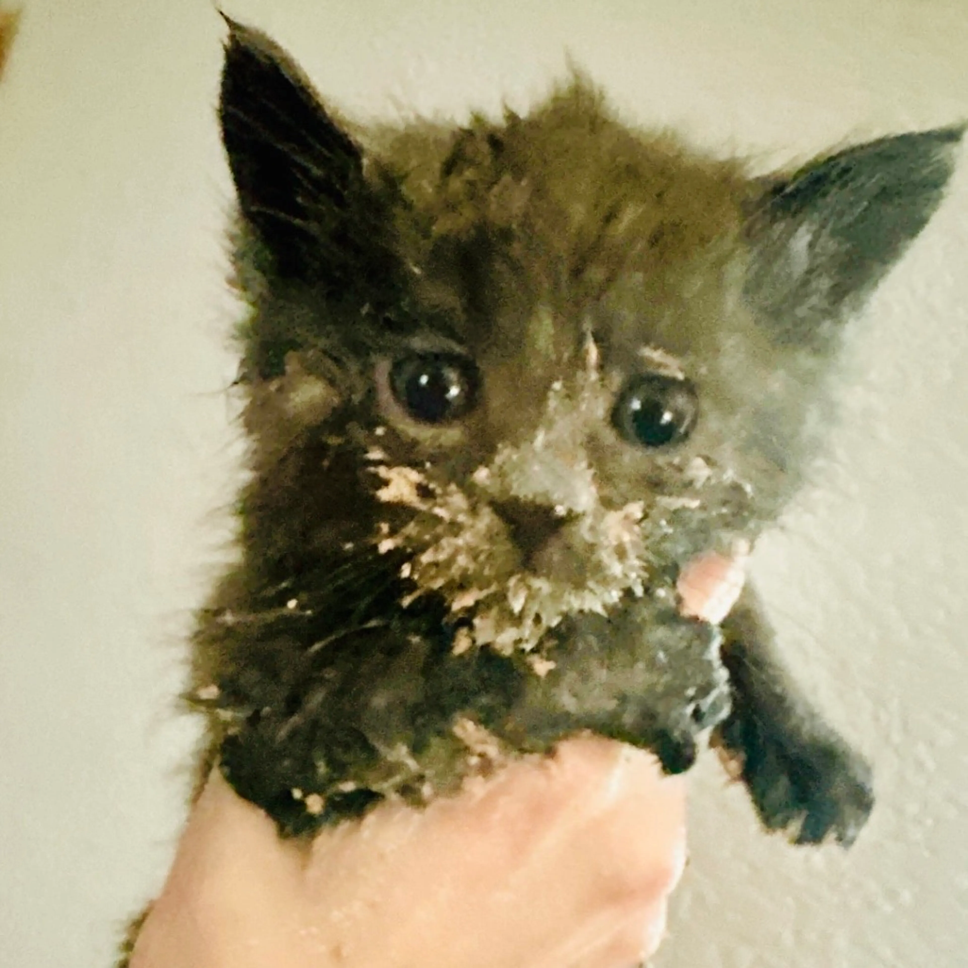Found pet-2