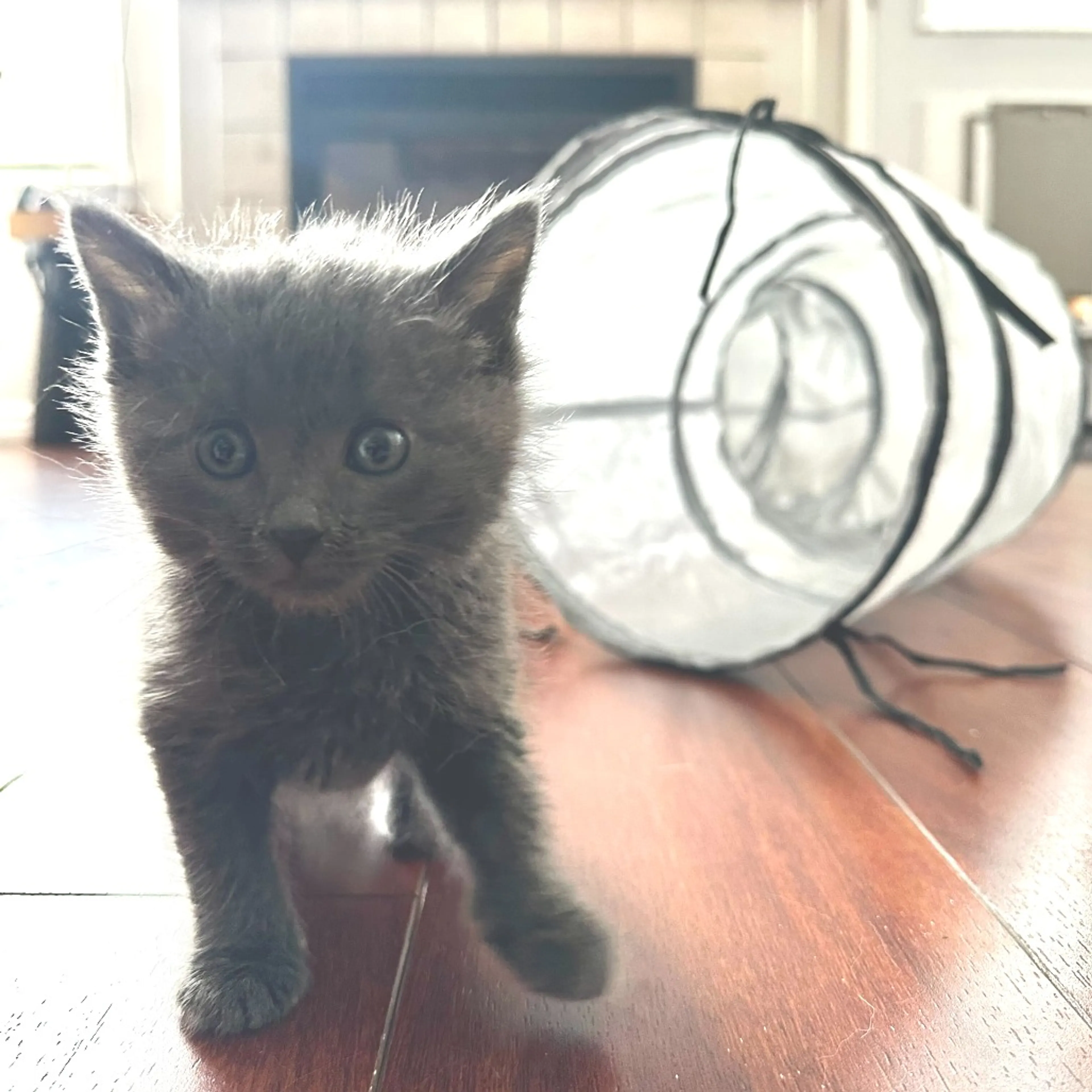 Found pet-4