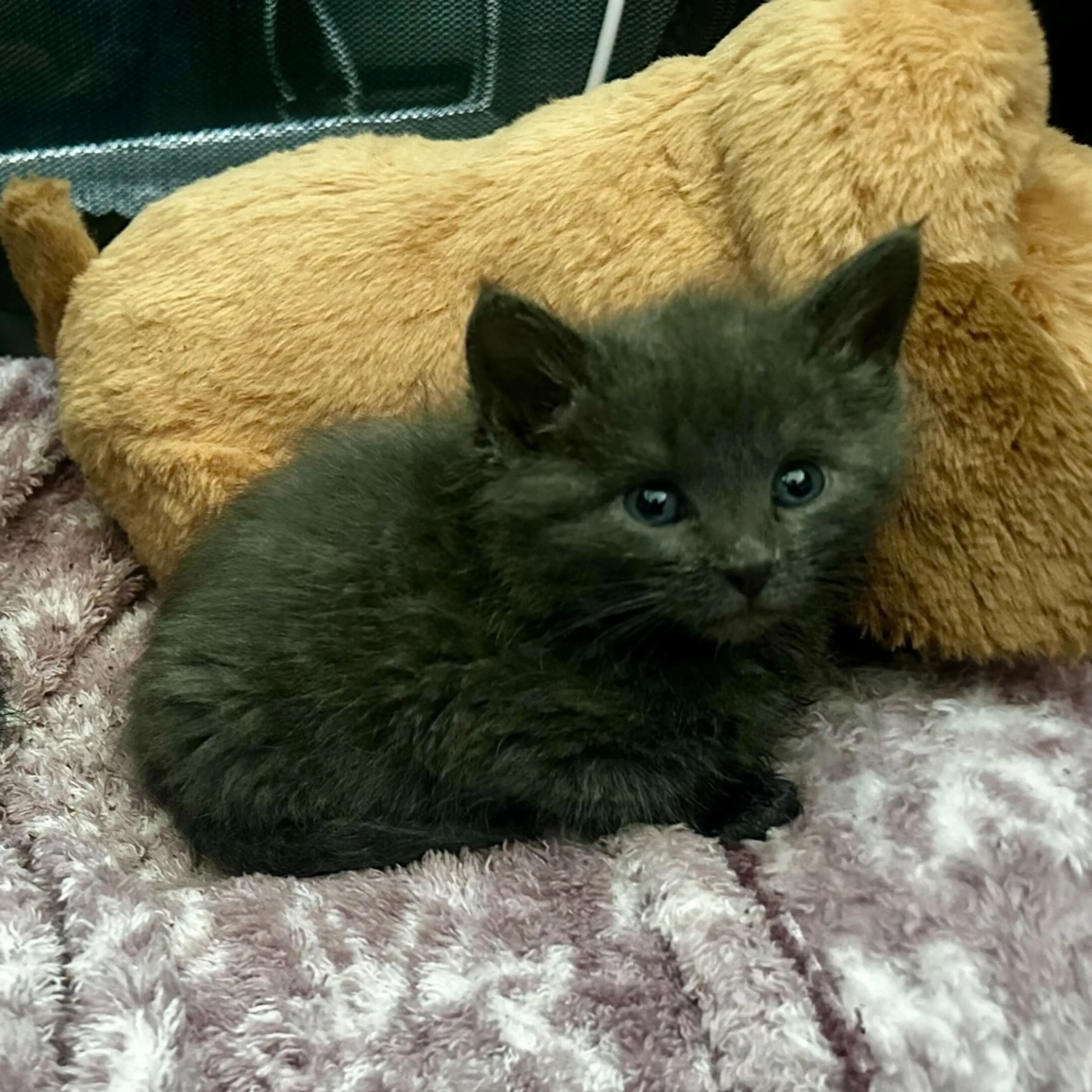 Found pet-3