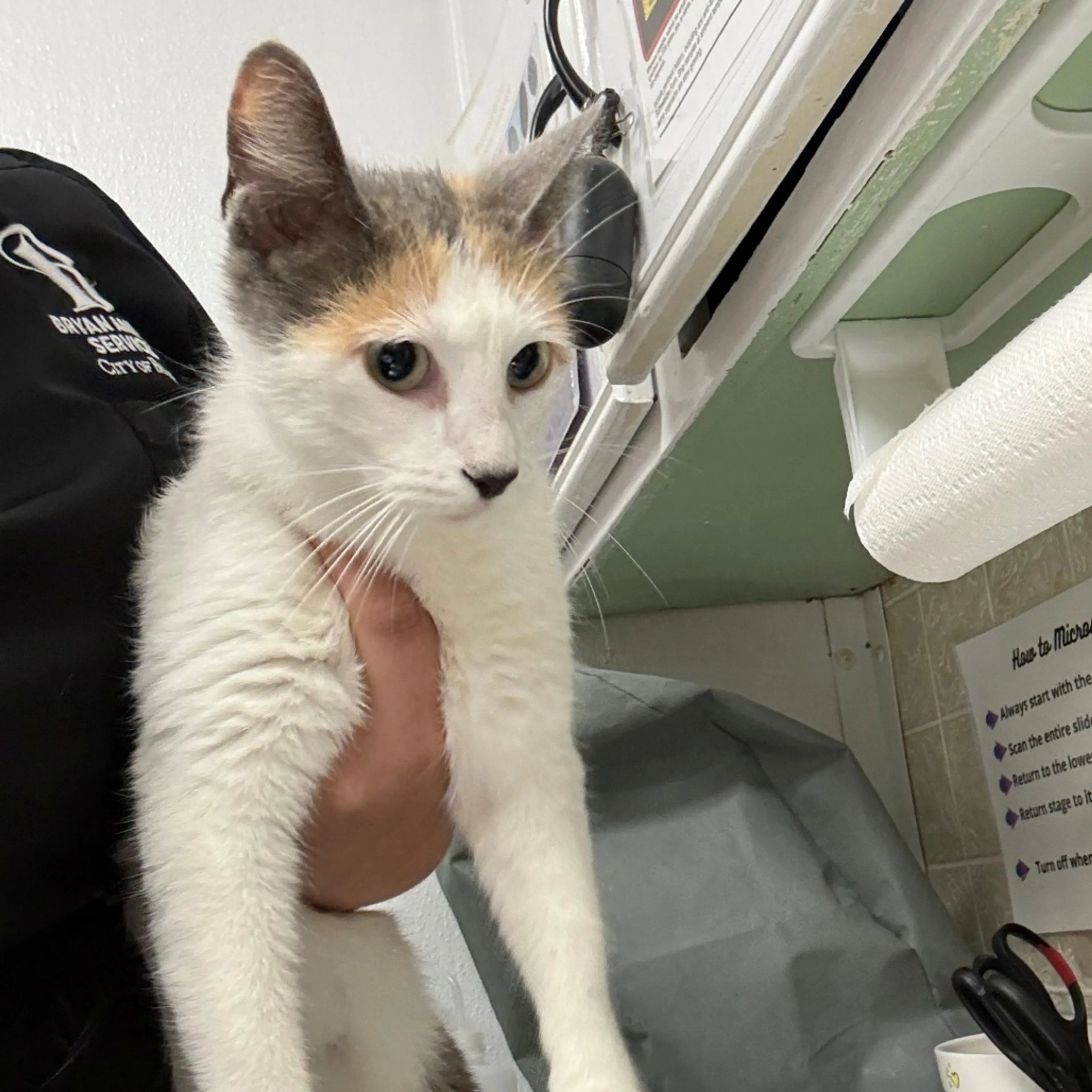 Found pet