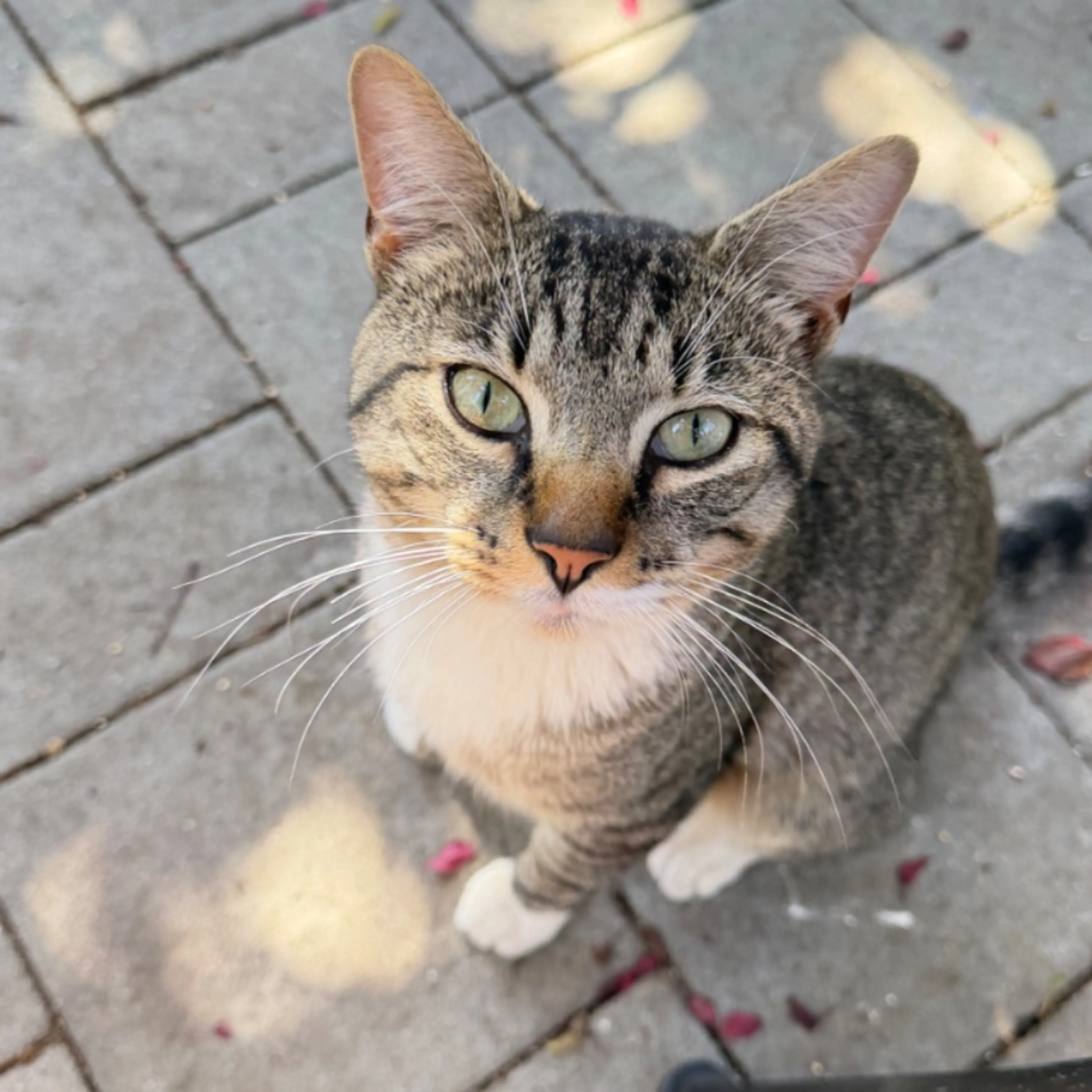 Found pet
