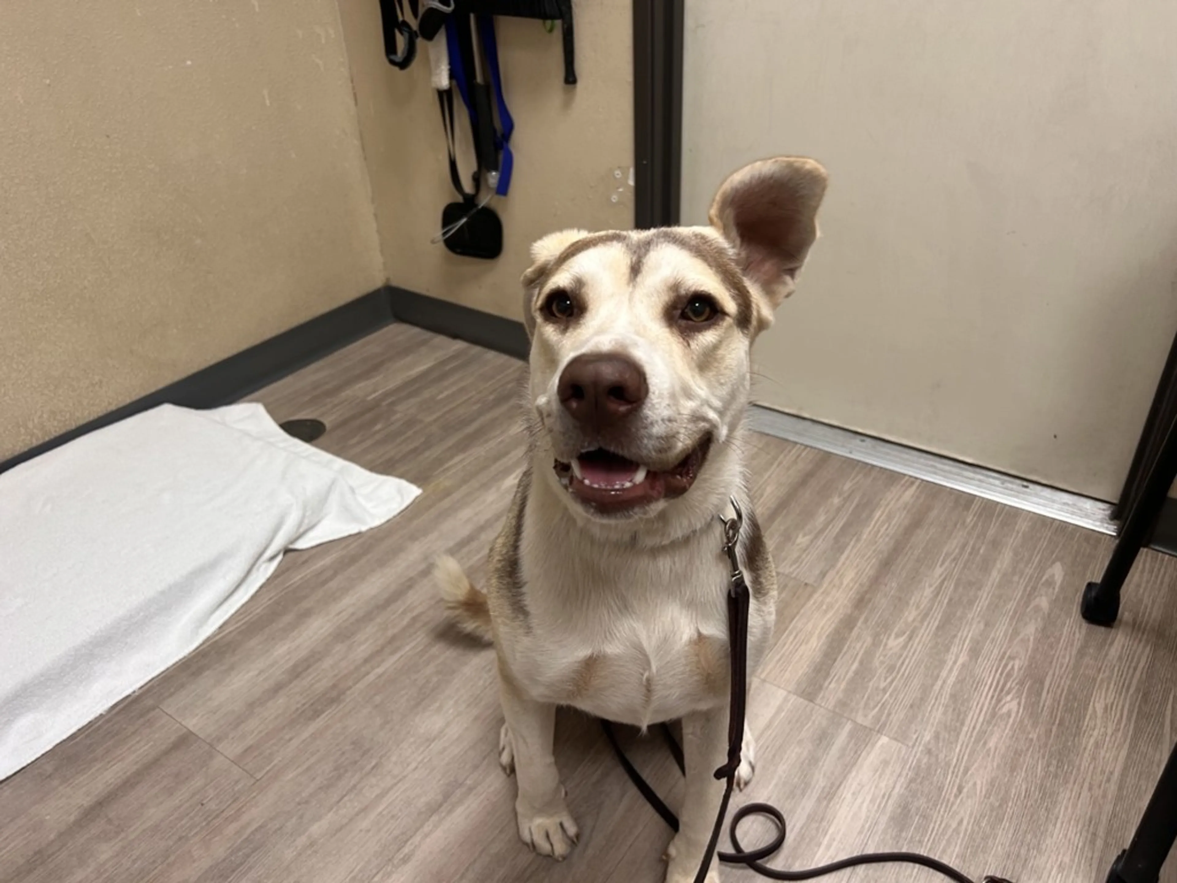 Found pet