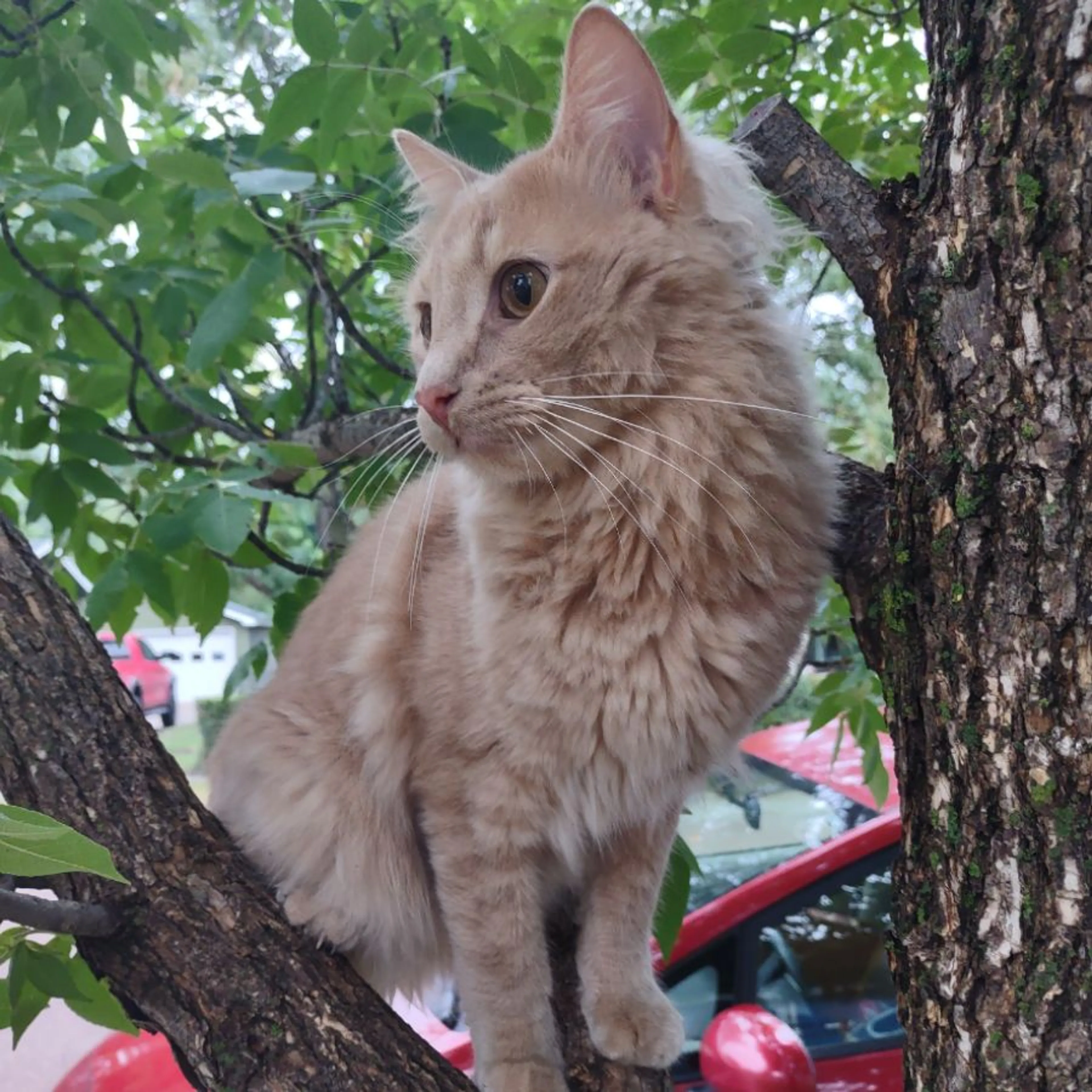 Lost pet