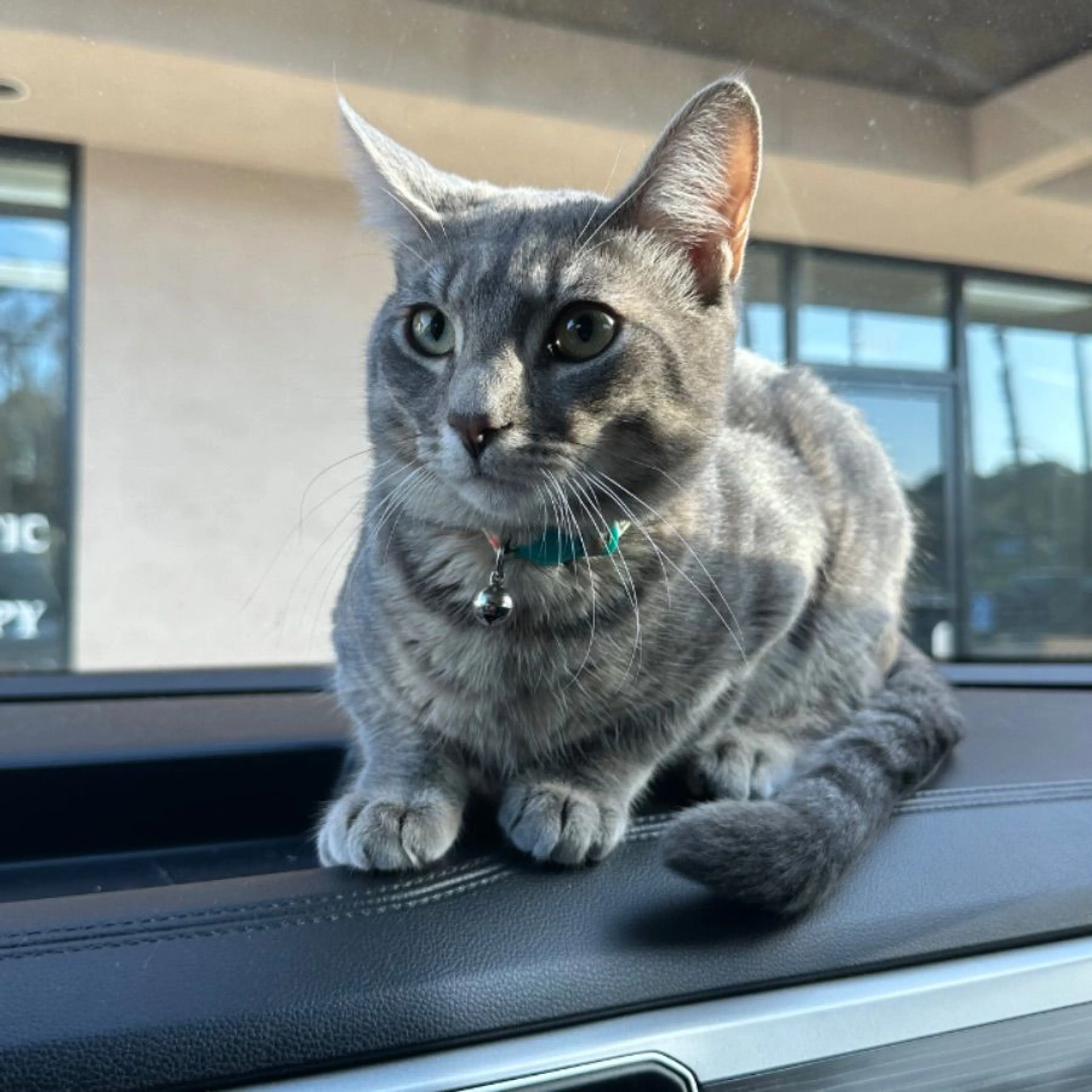 Lost pet-0
