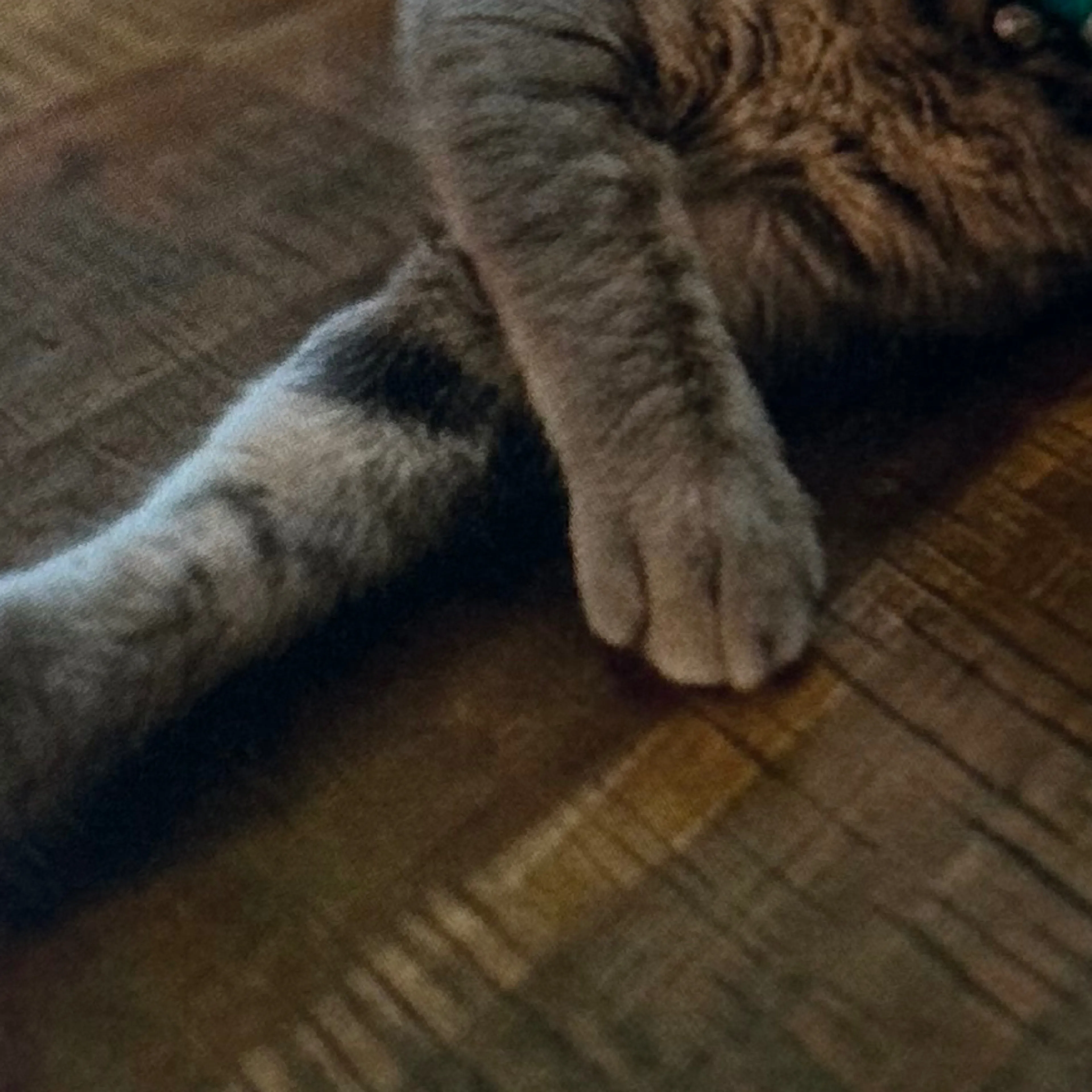 Lost pet-3