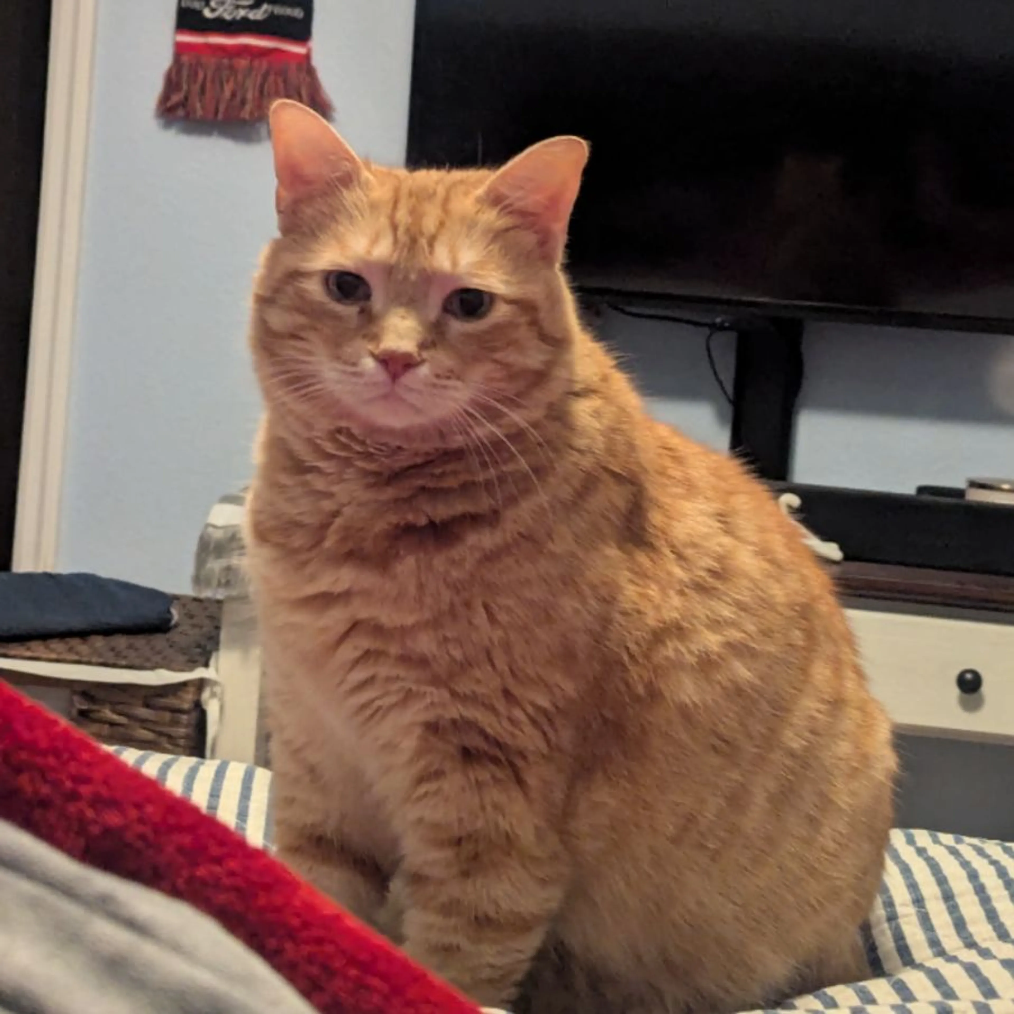 Lost pet-0