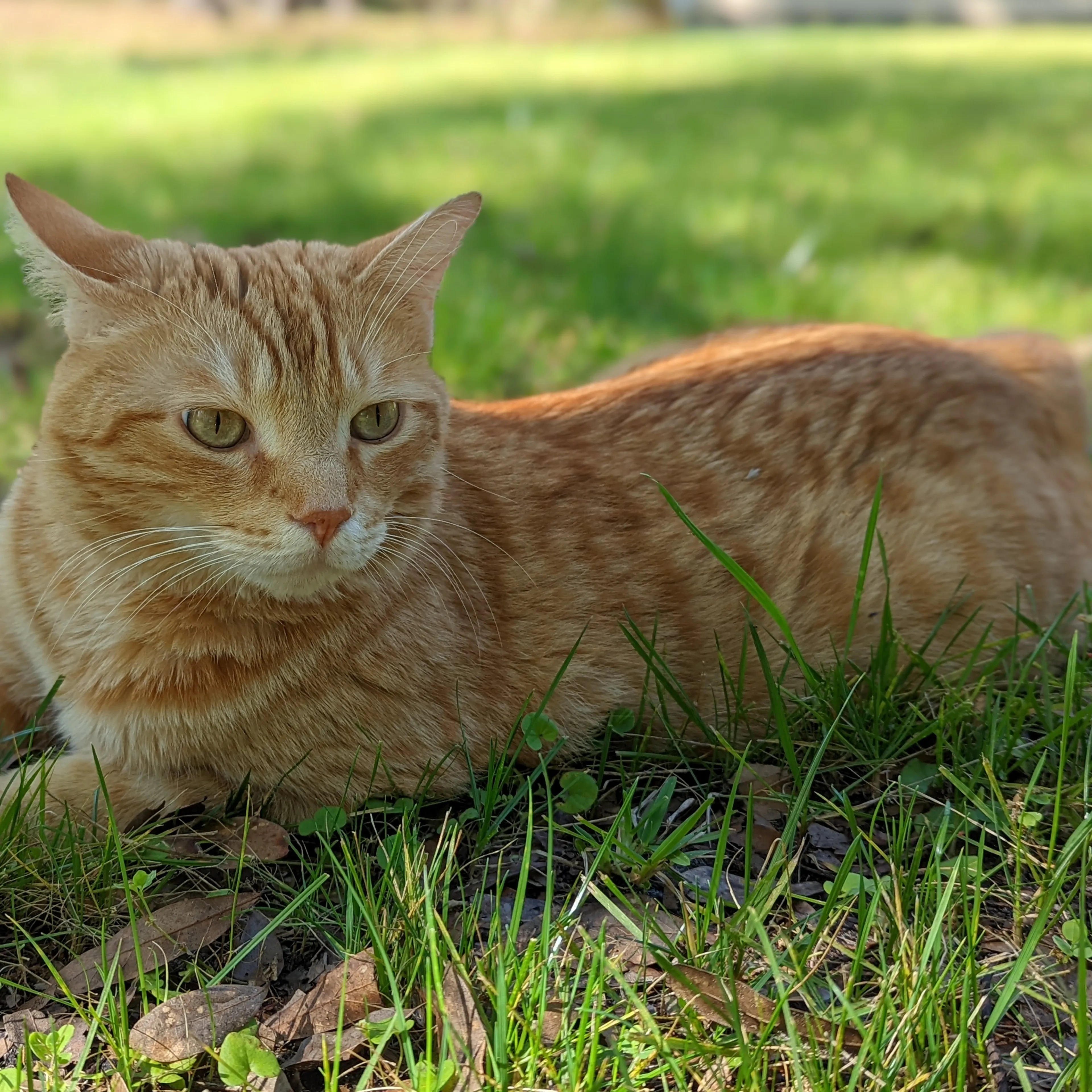 Lost pet-1
