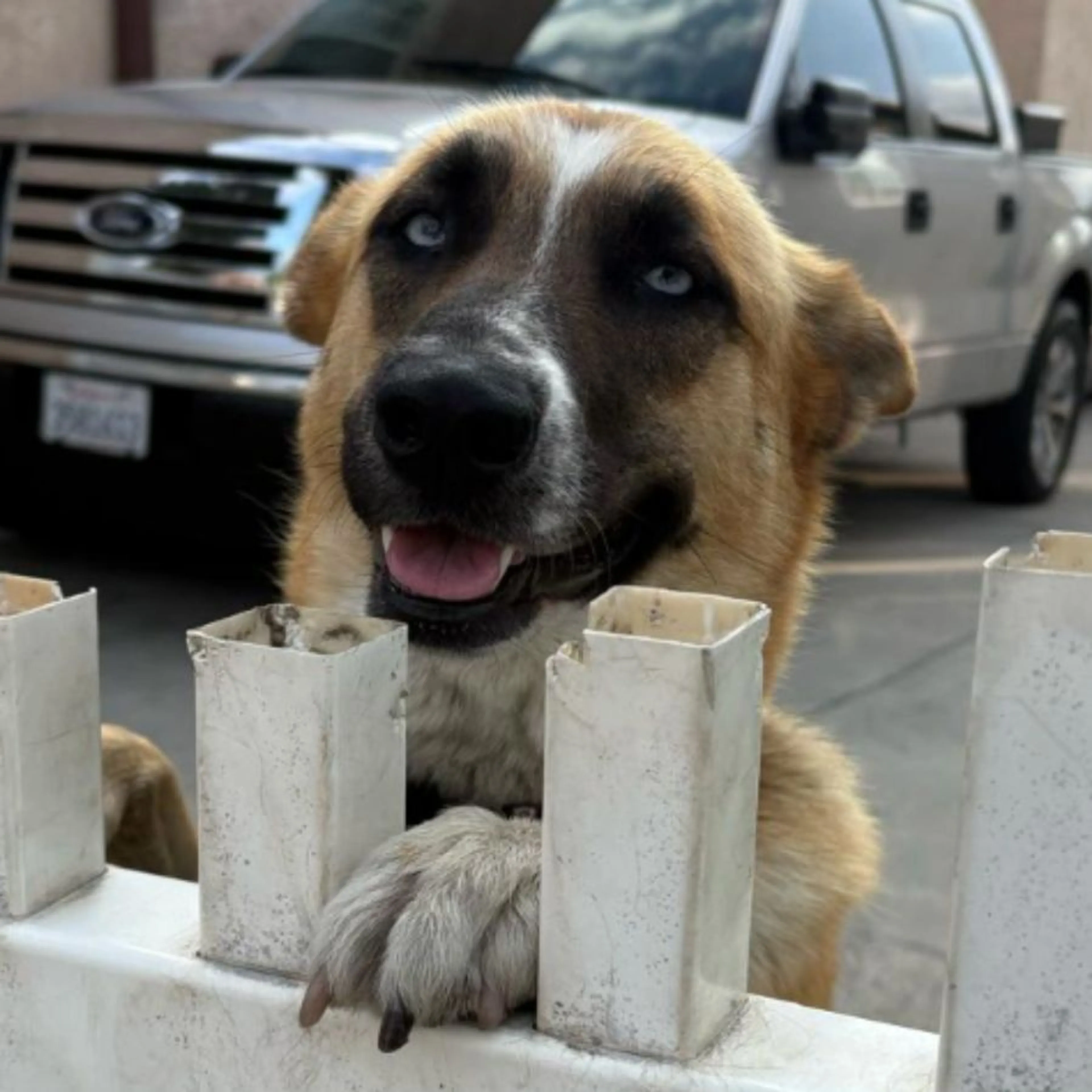 Lost pet
