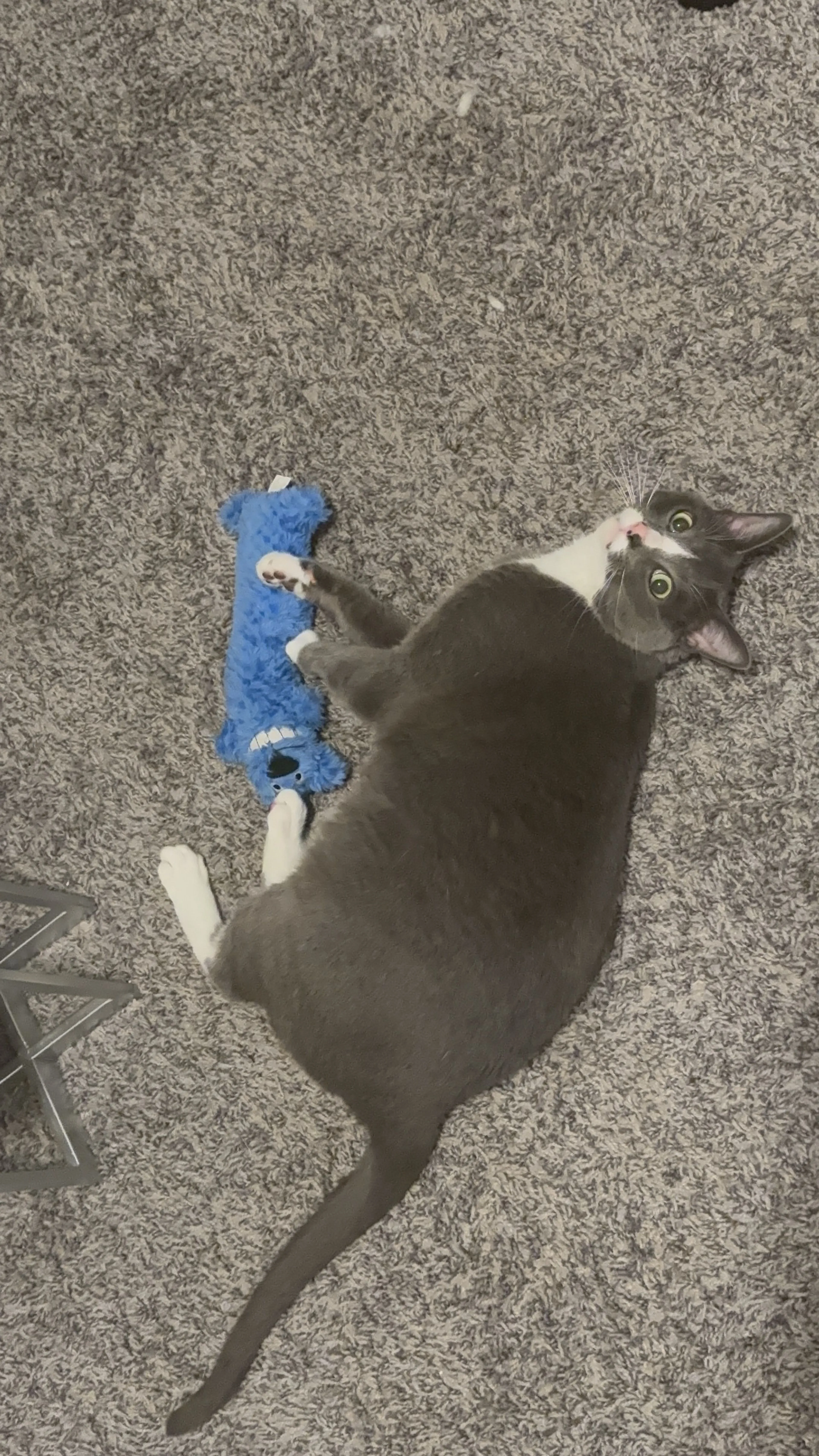 Lost pet