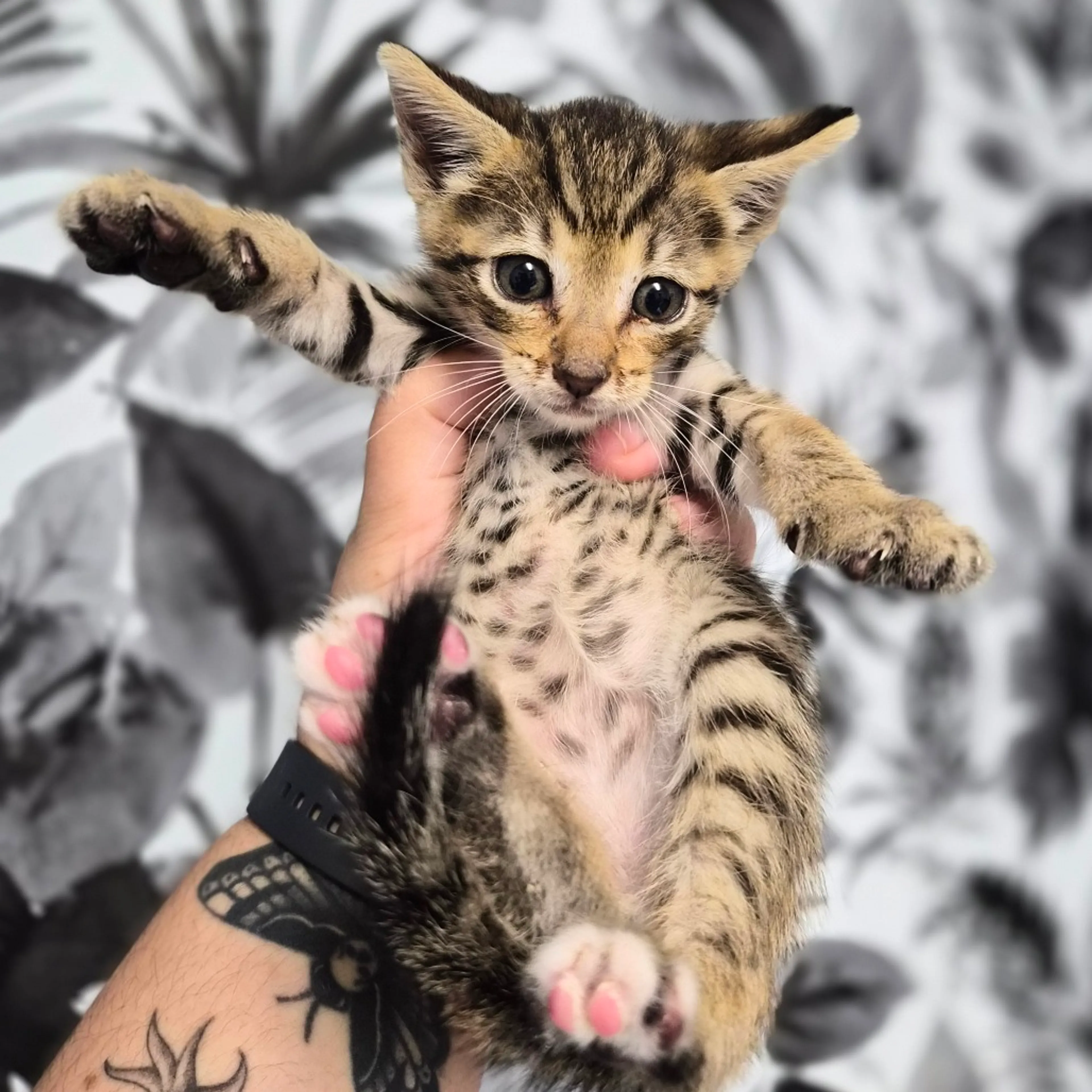 Found pet-1