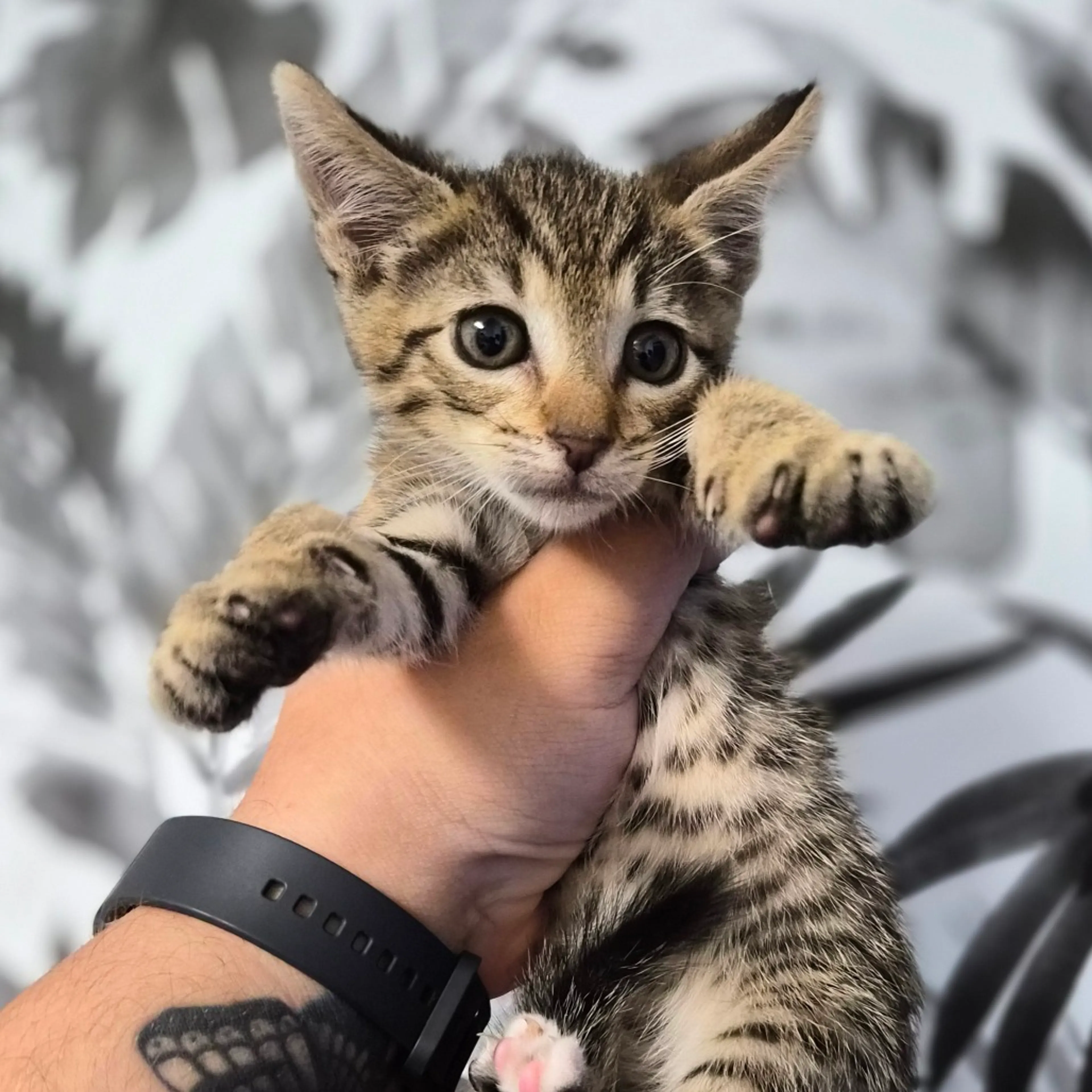 Found pet-0
