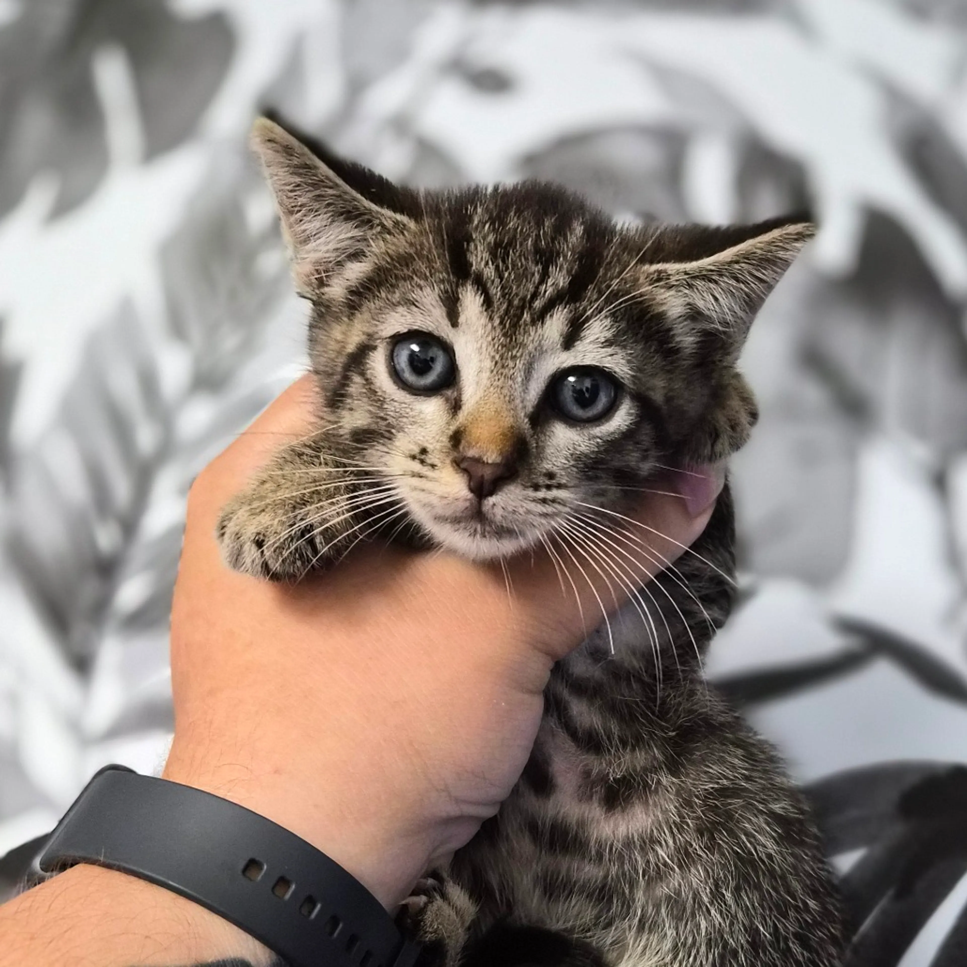Found pet-0