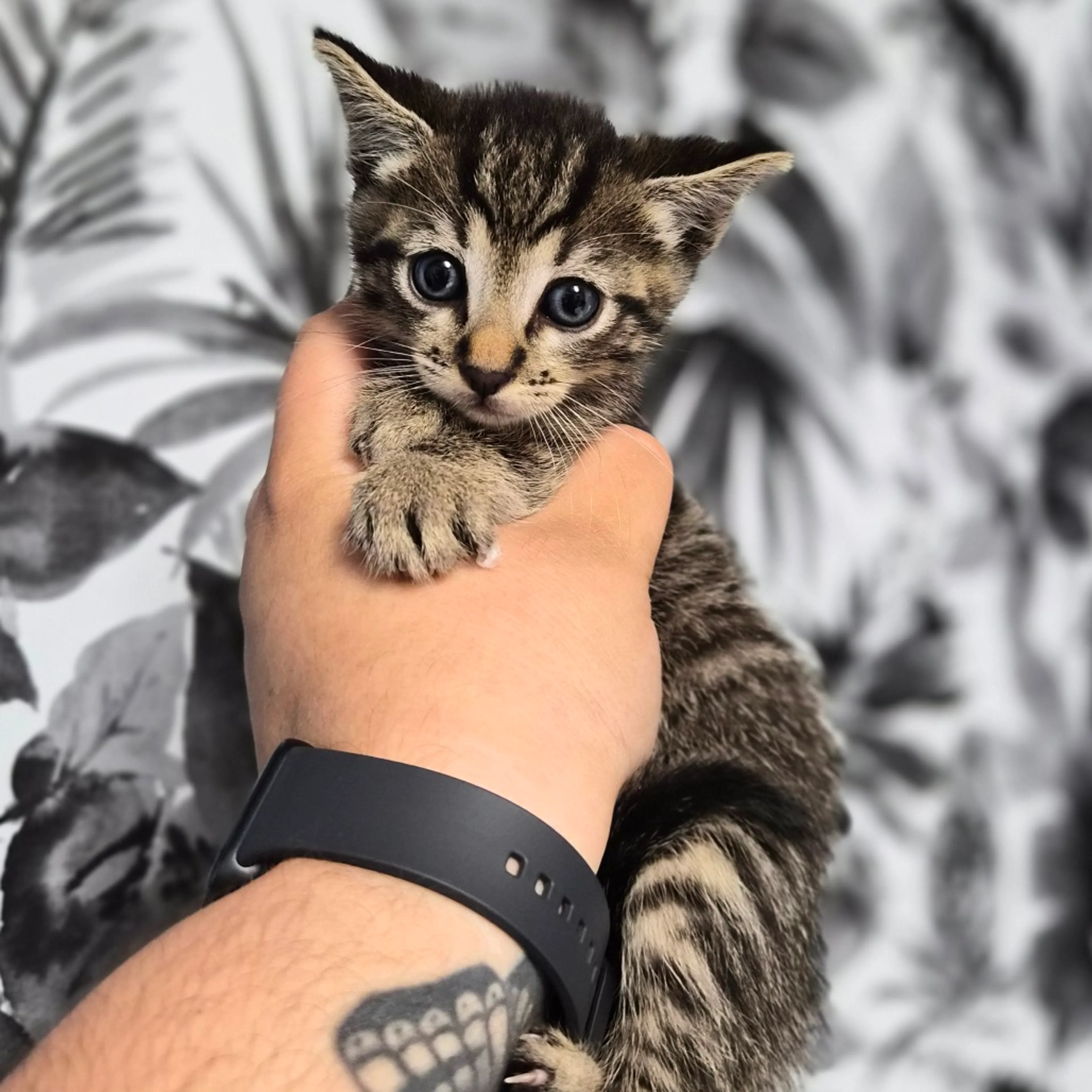 Found pet-1