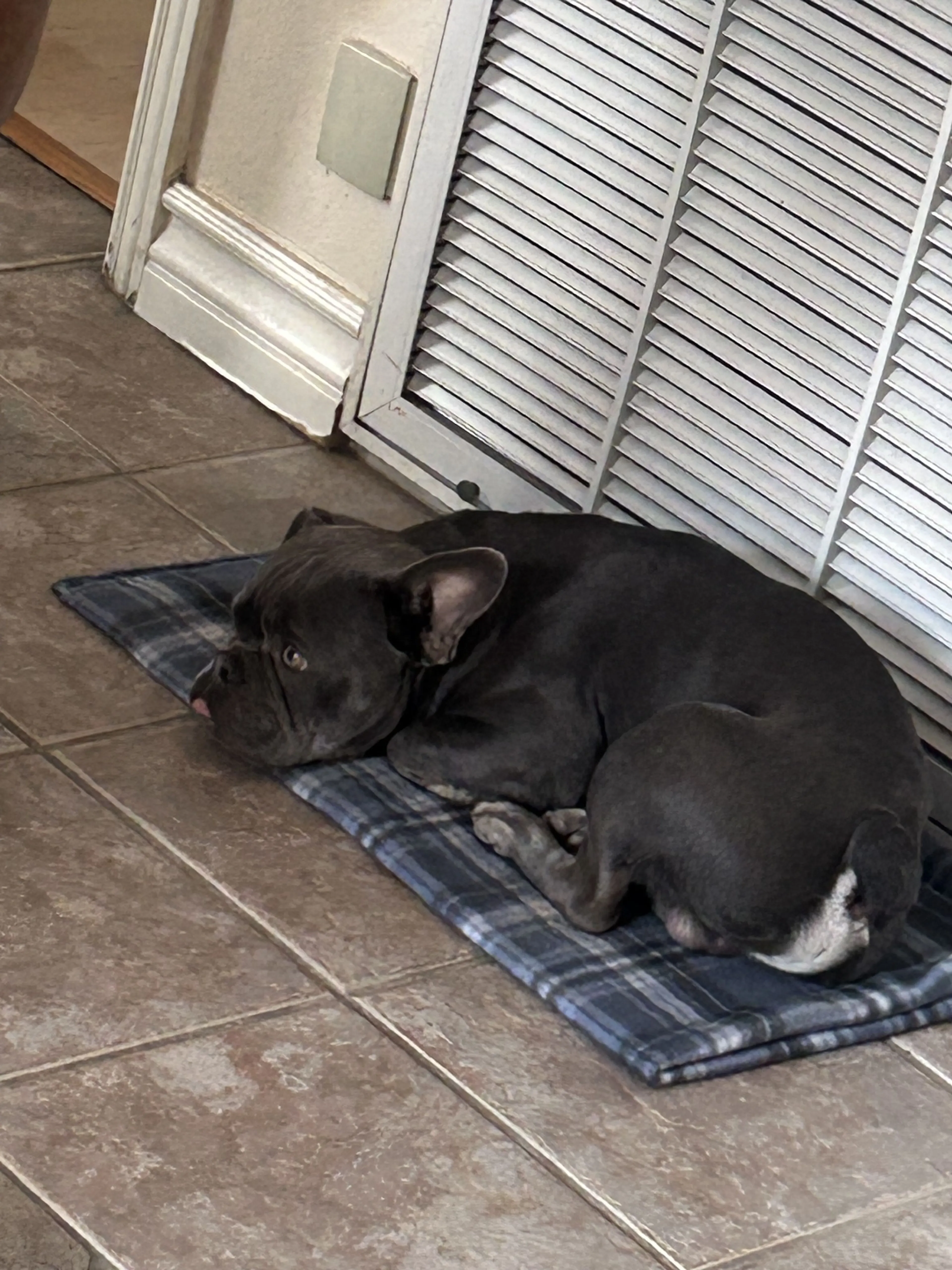 Lost pet-2