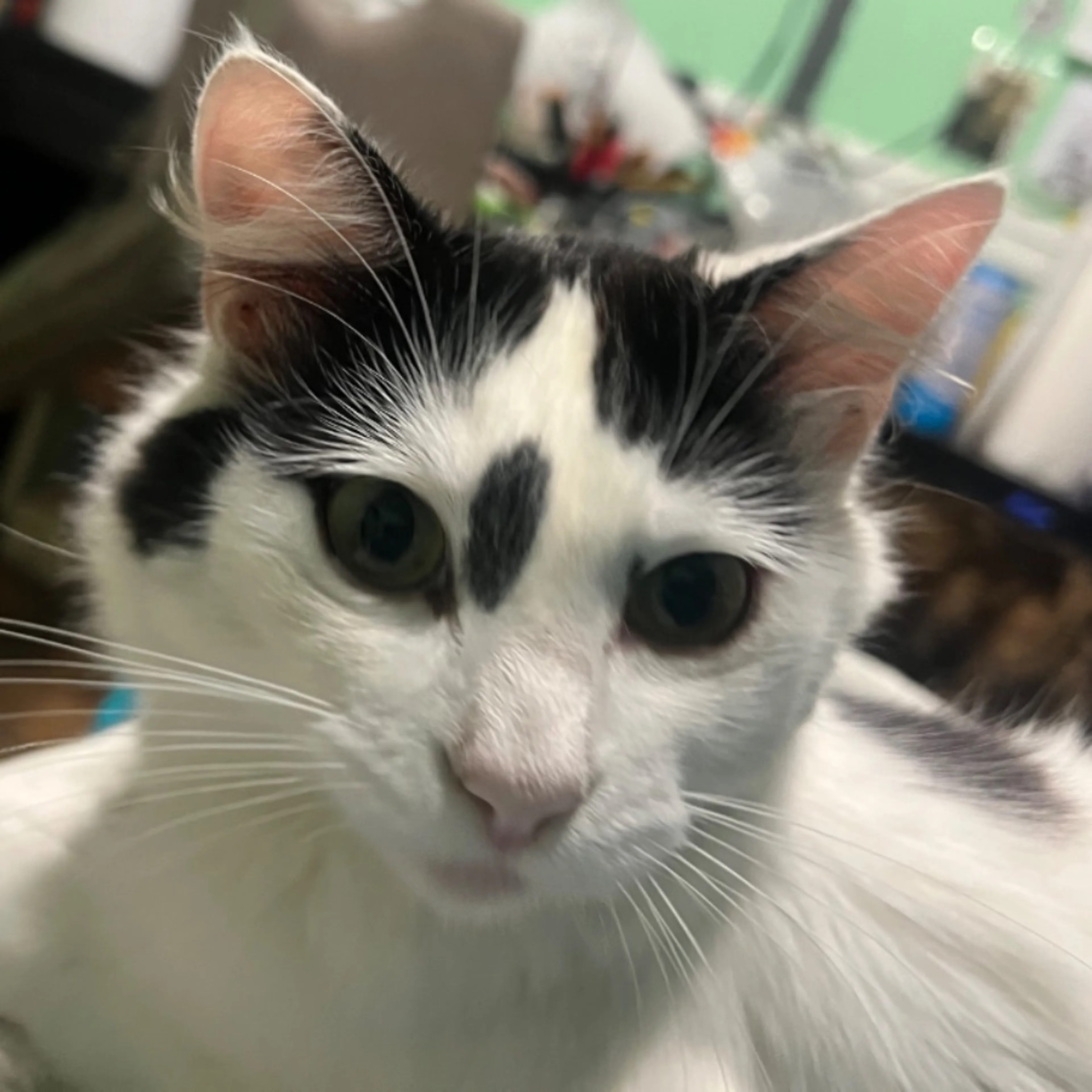 Lost pet