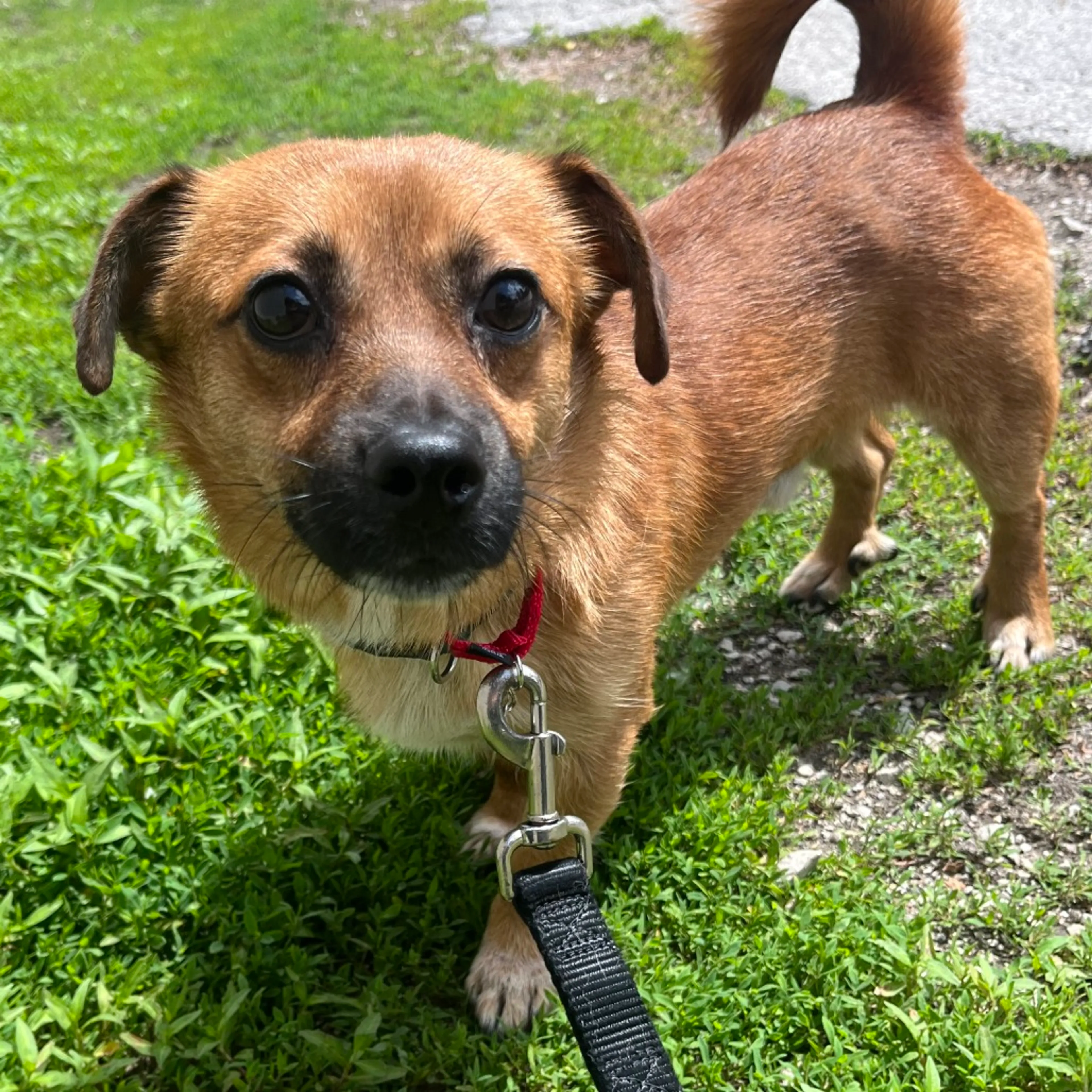 Found pet