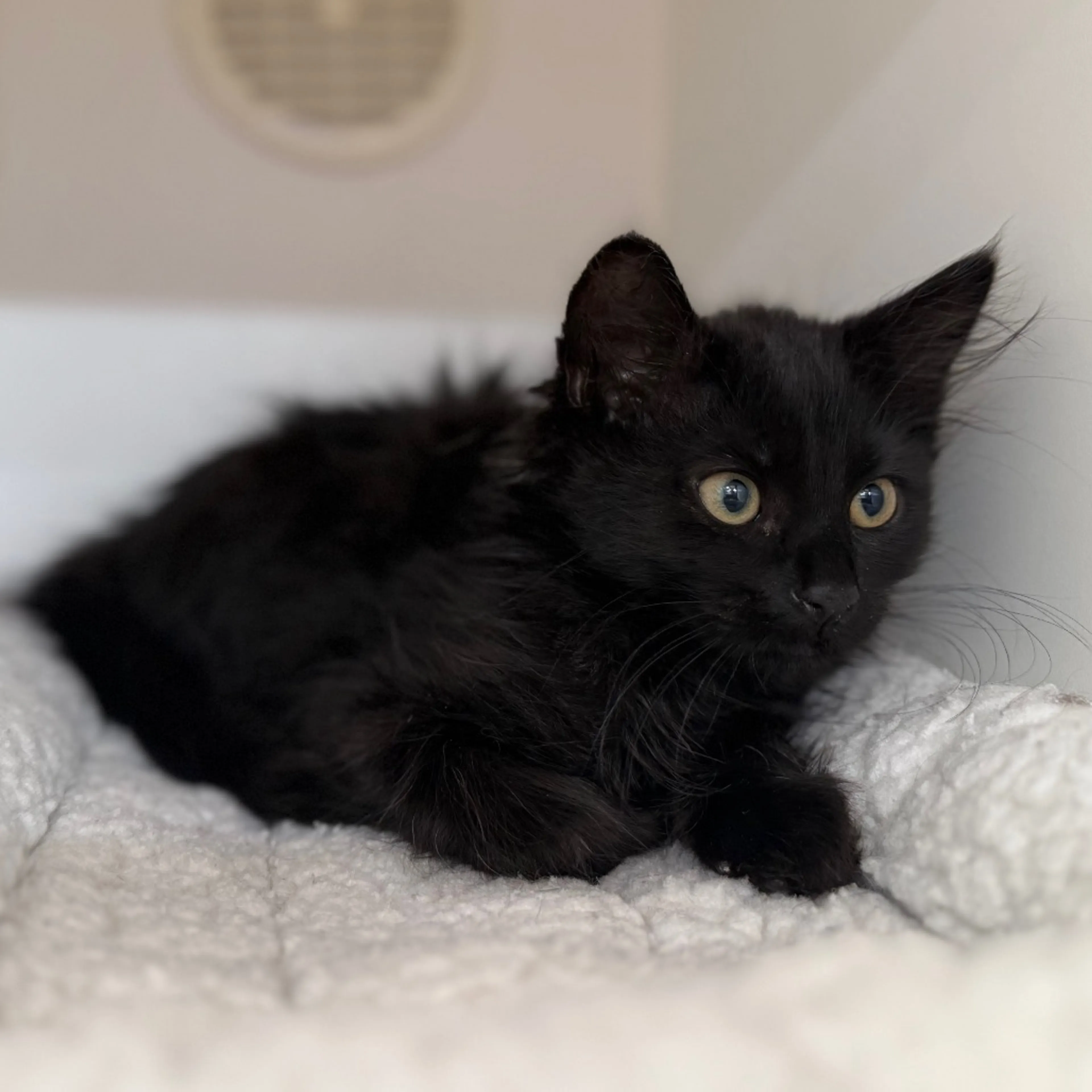 Found pet-3