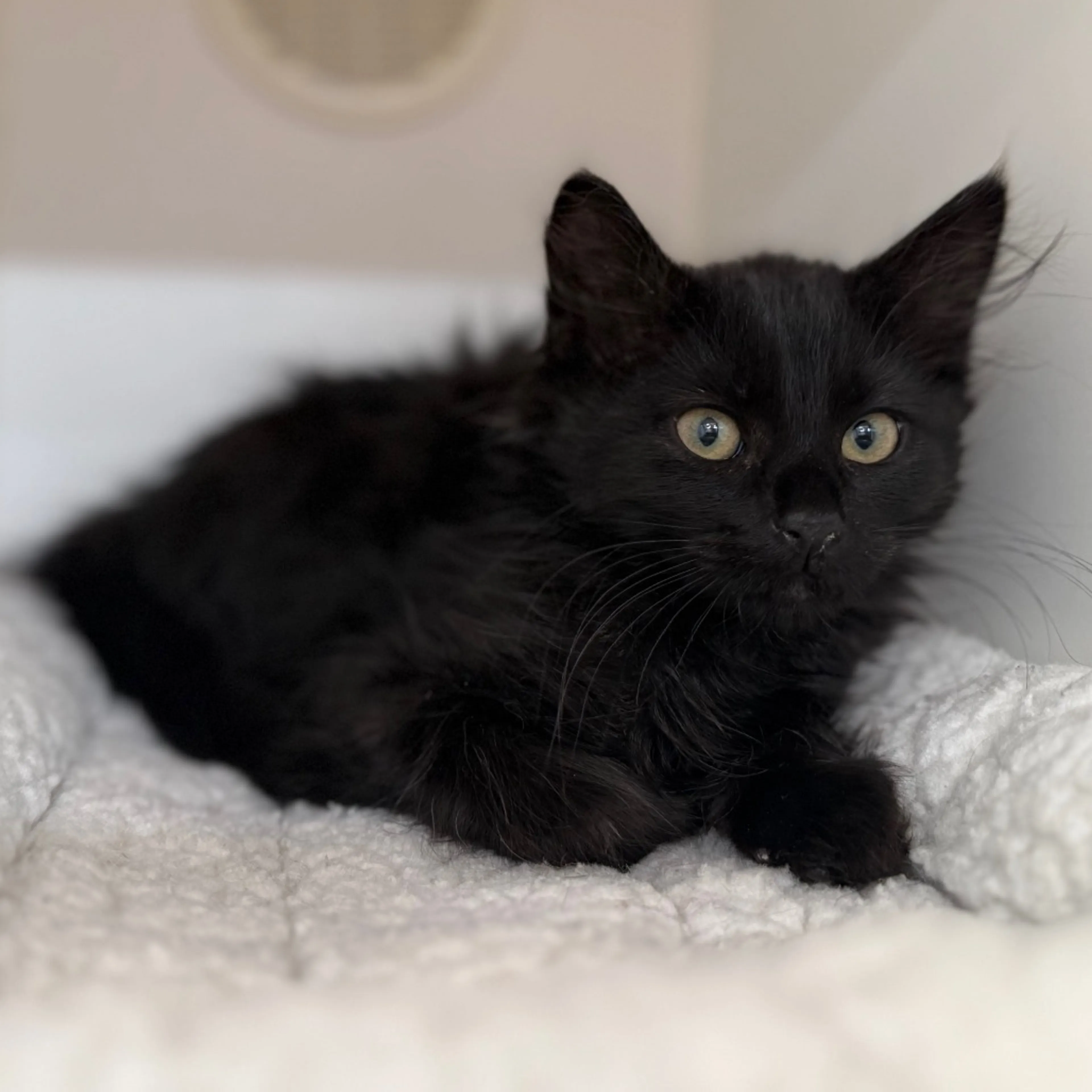 Found pet-6