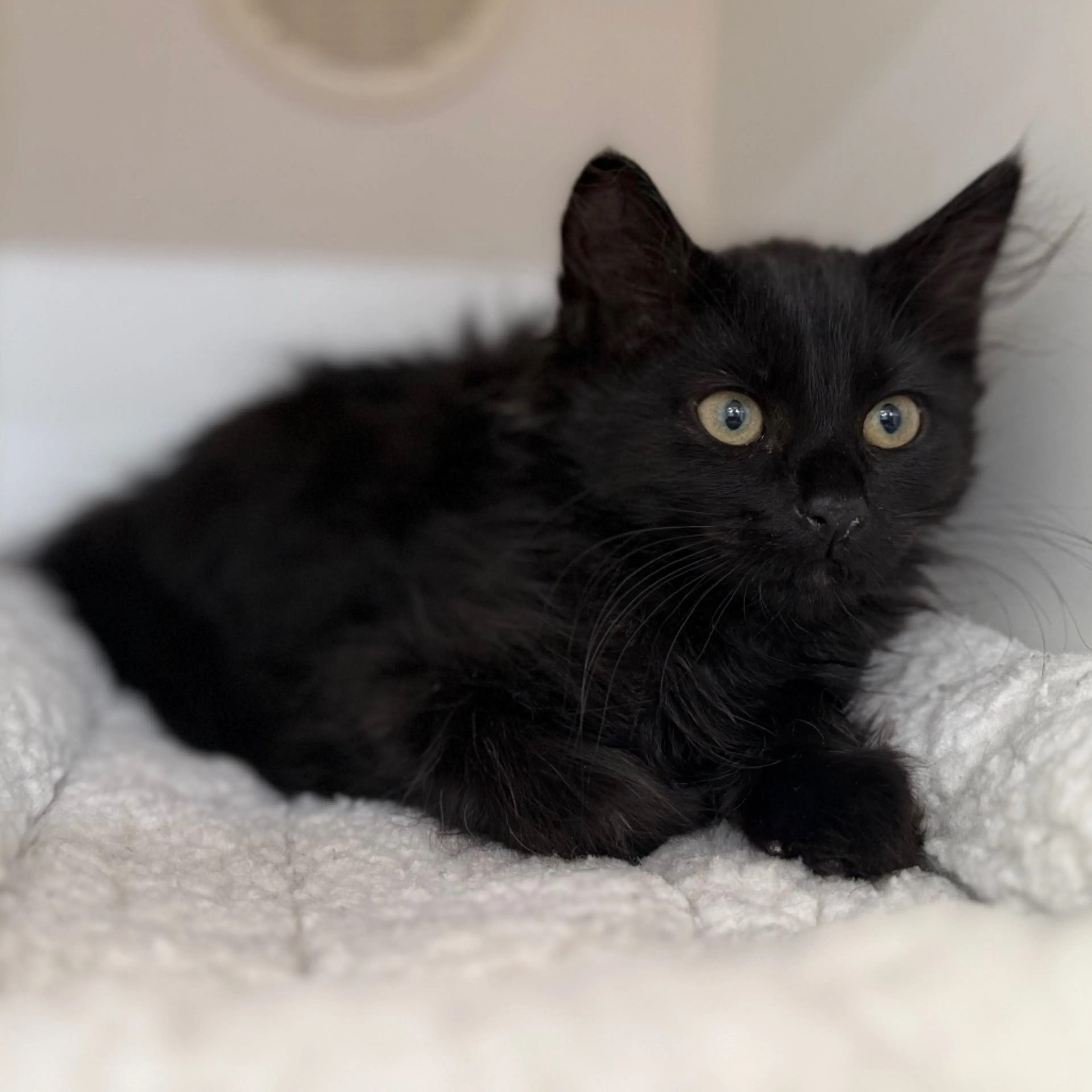 Found pet-5