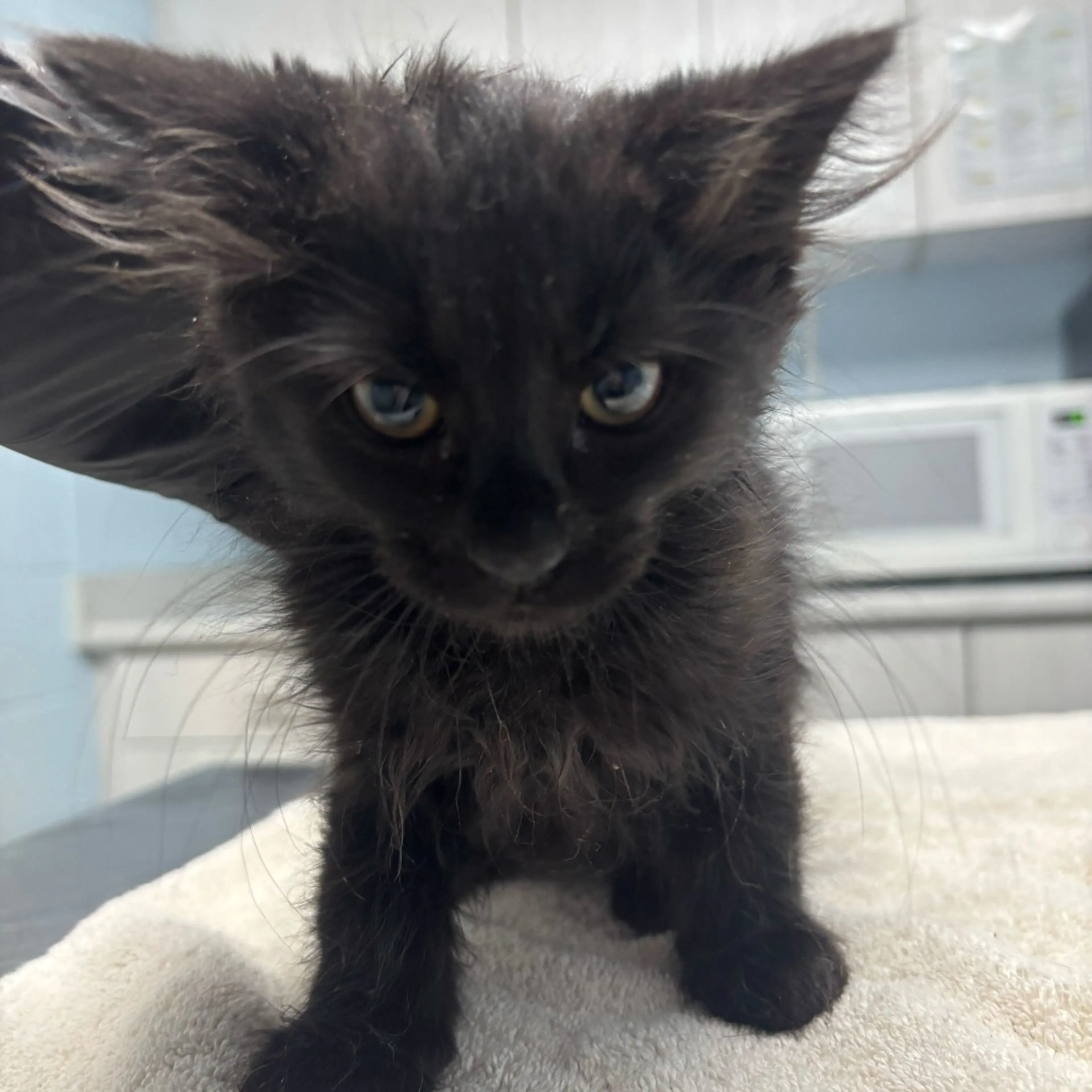 Found pet-1