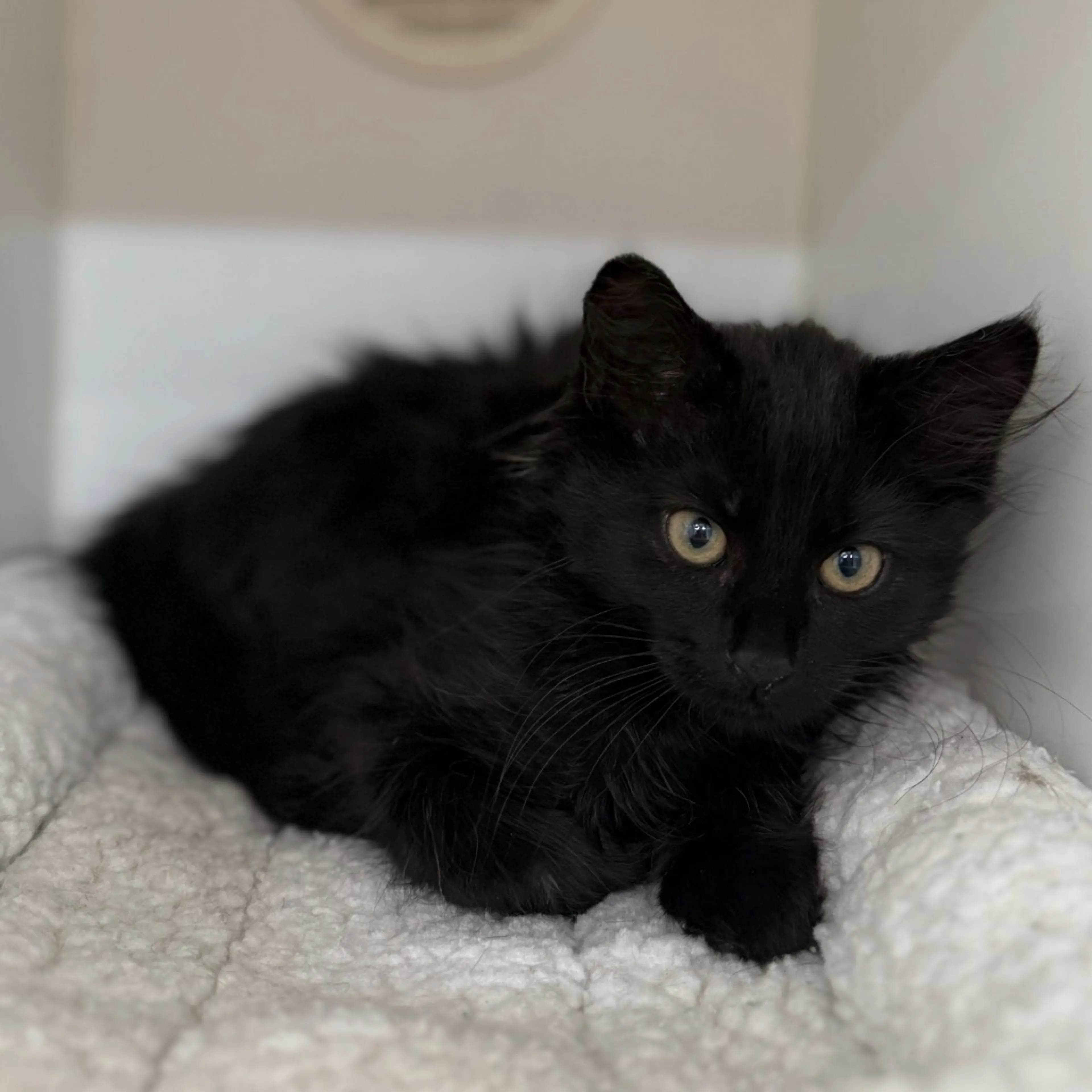 Found pet-2